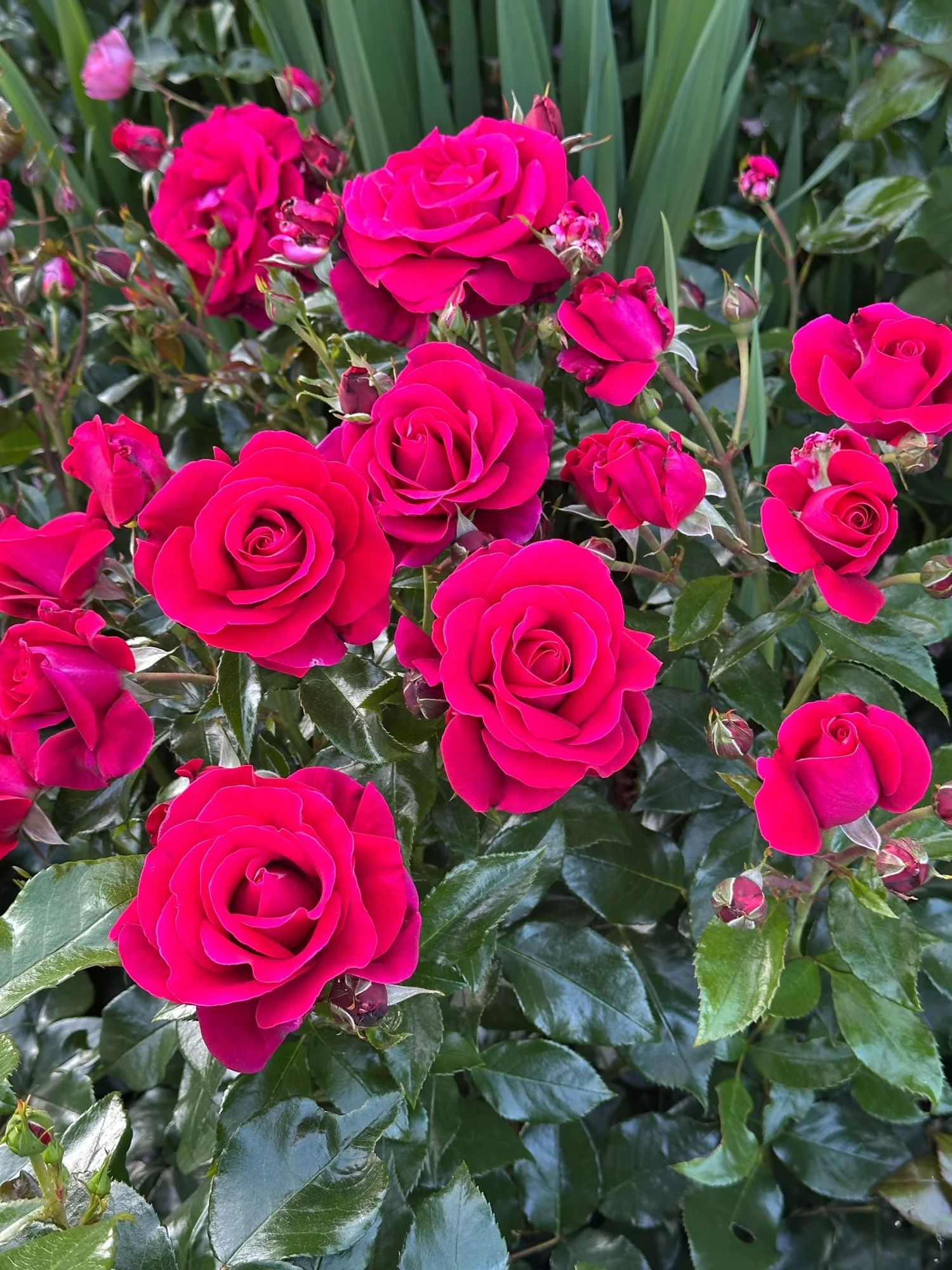 Our Anniversary — Select Roses