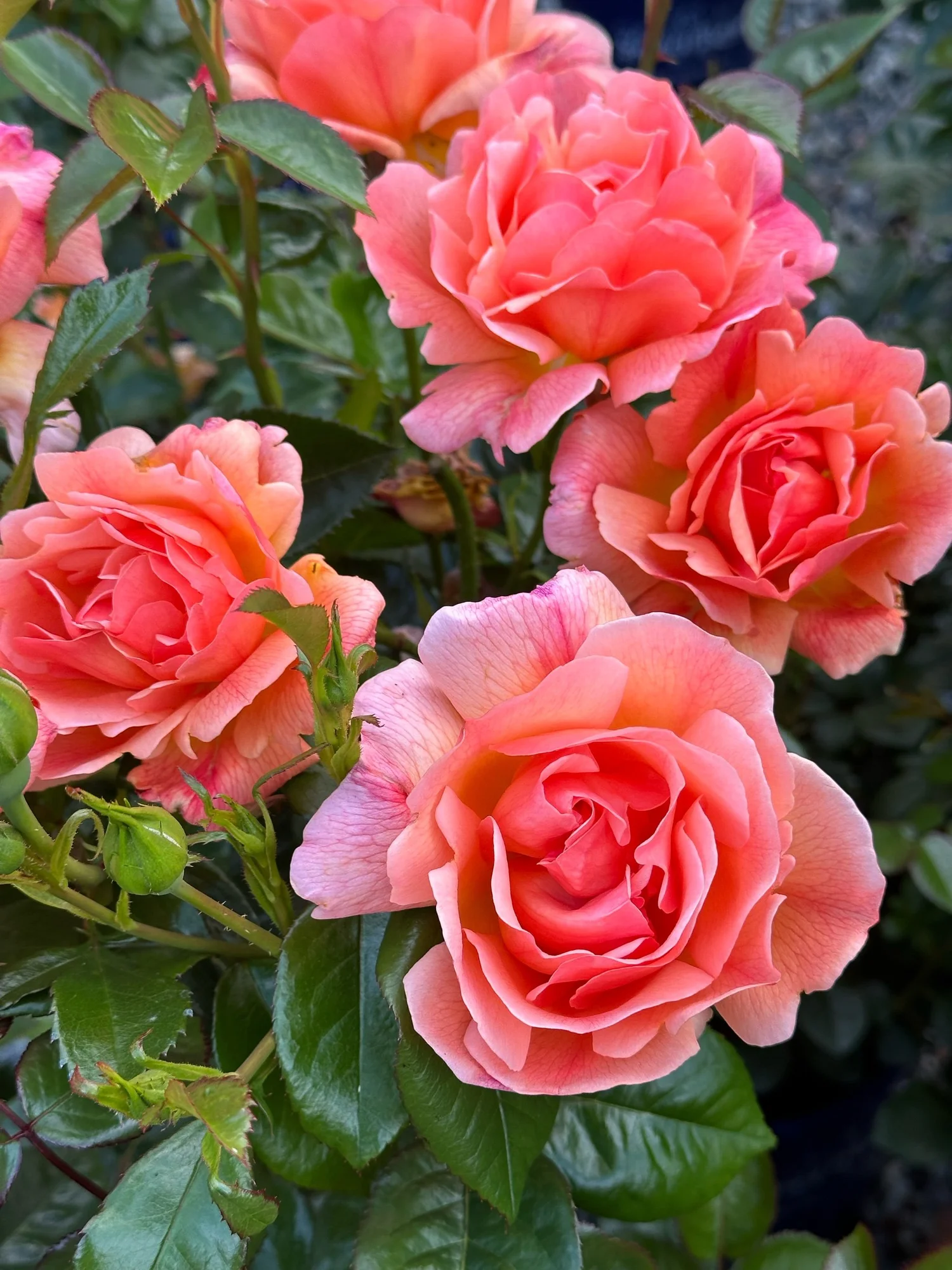 Lady Emily — Select Roses
