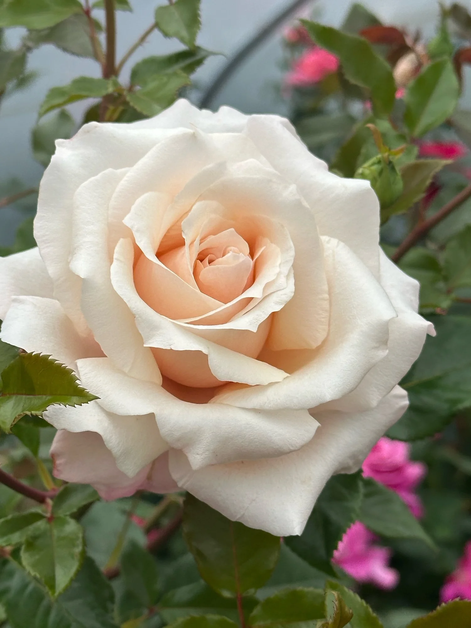 ♡Caramel  Rose♡ Caramel Kiss — Select Roses