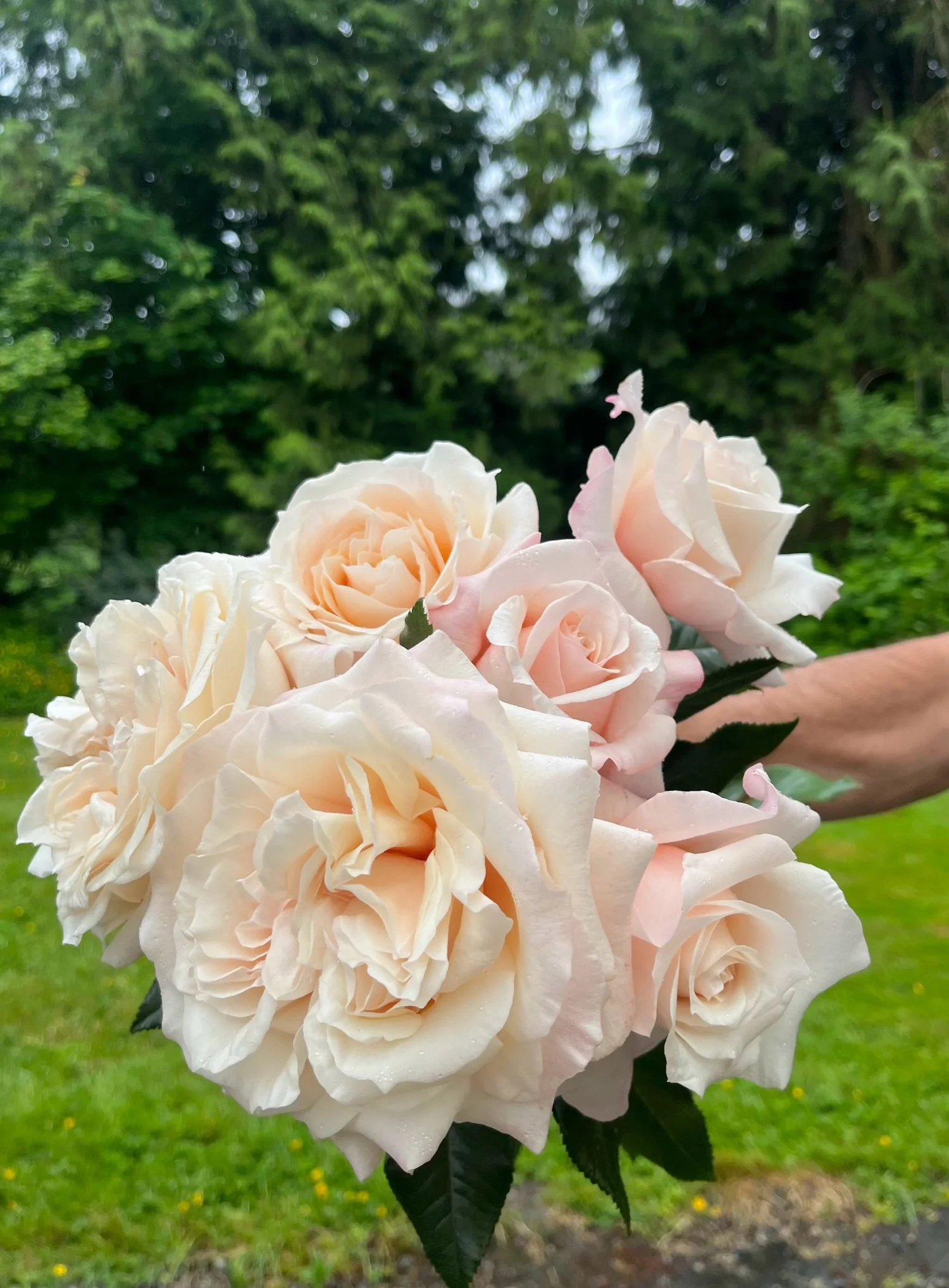 ブライスアウトフイット(roses) Caramel Kiss — Select Roses