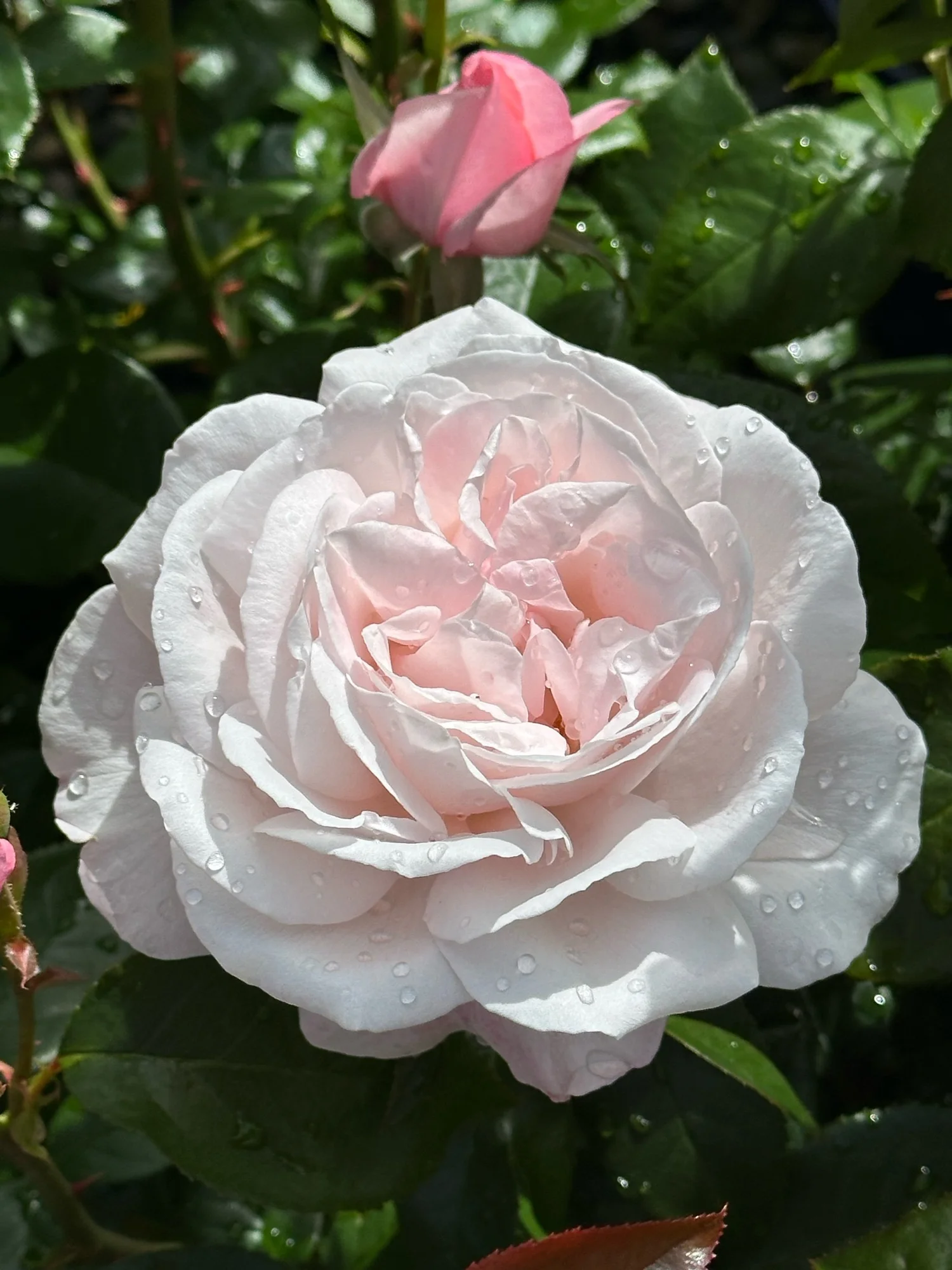 Mary Alana — Select Roses