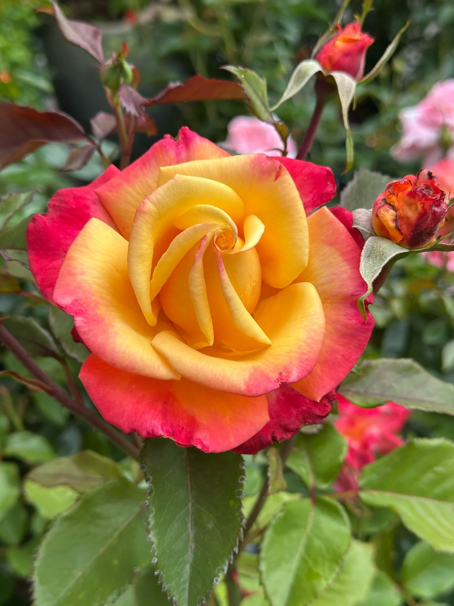 A Lady Never Tells — Select Roses