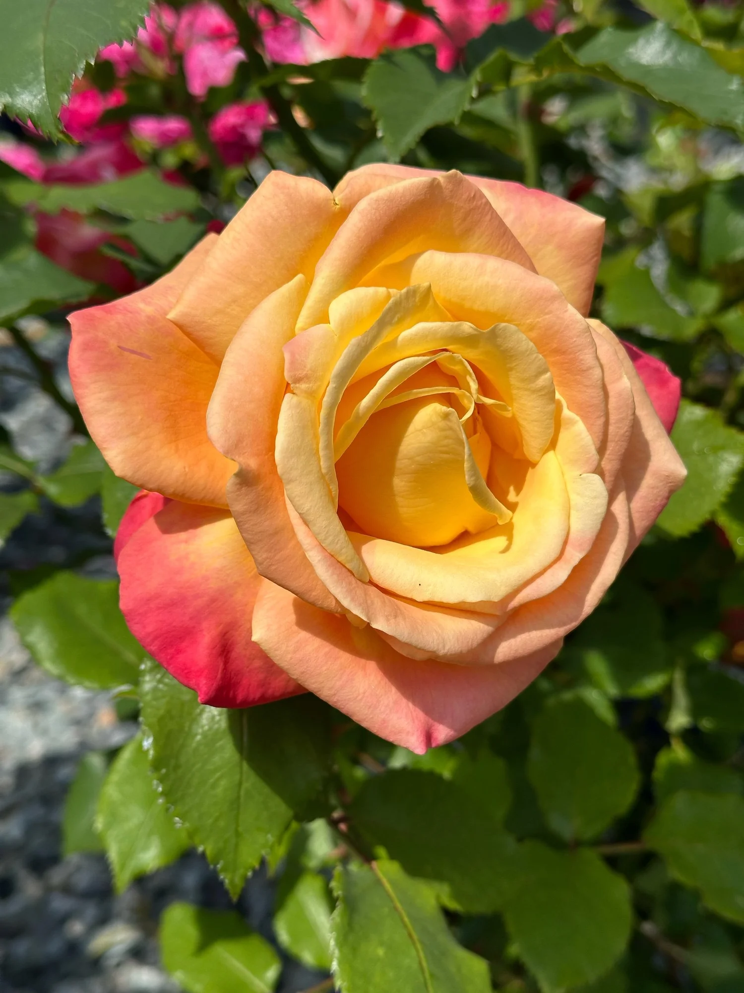 10762BAD-4DD8-4955-AB14-