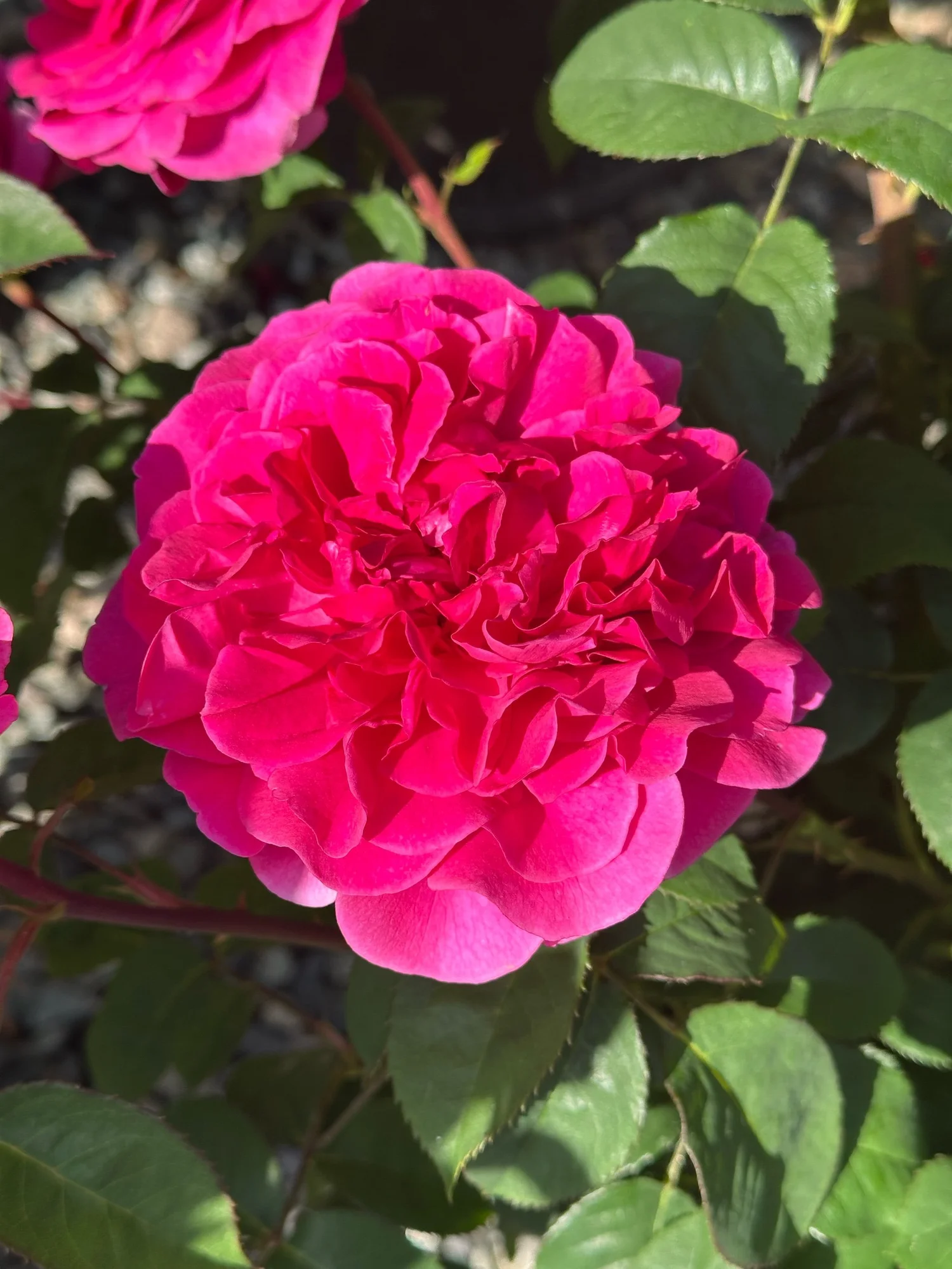 Berry Fragrant Showpiece — Select Roses