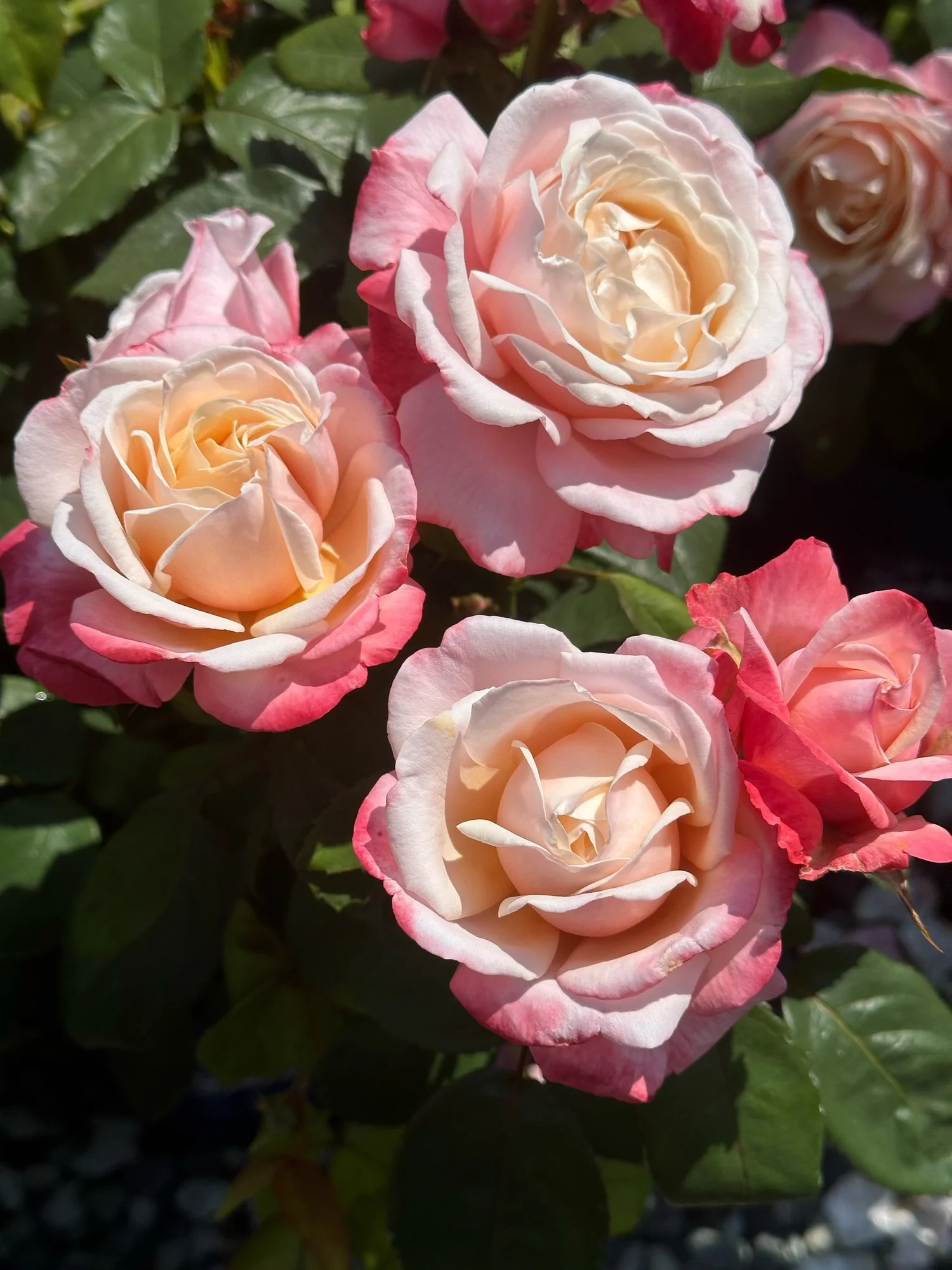 Anne Marie — Select Roses