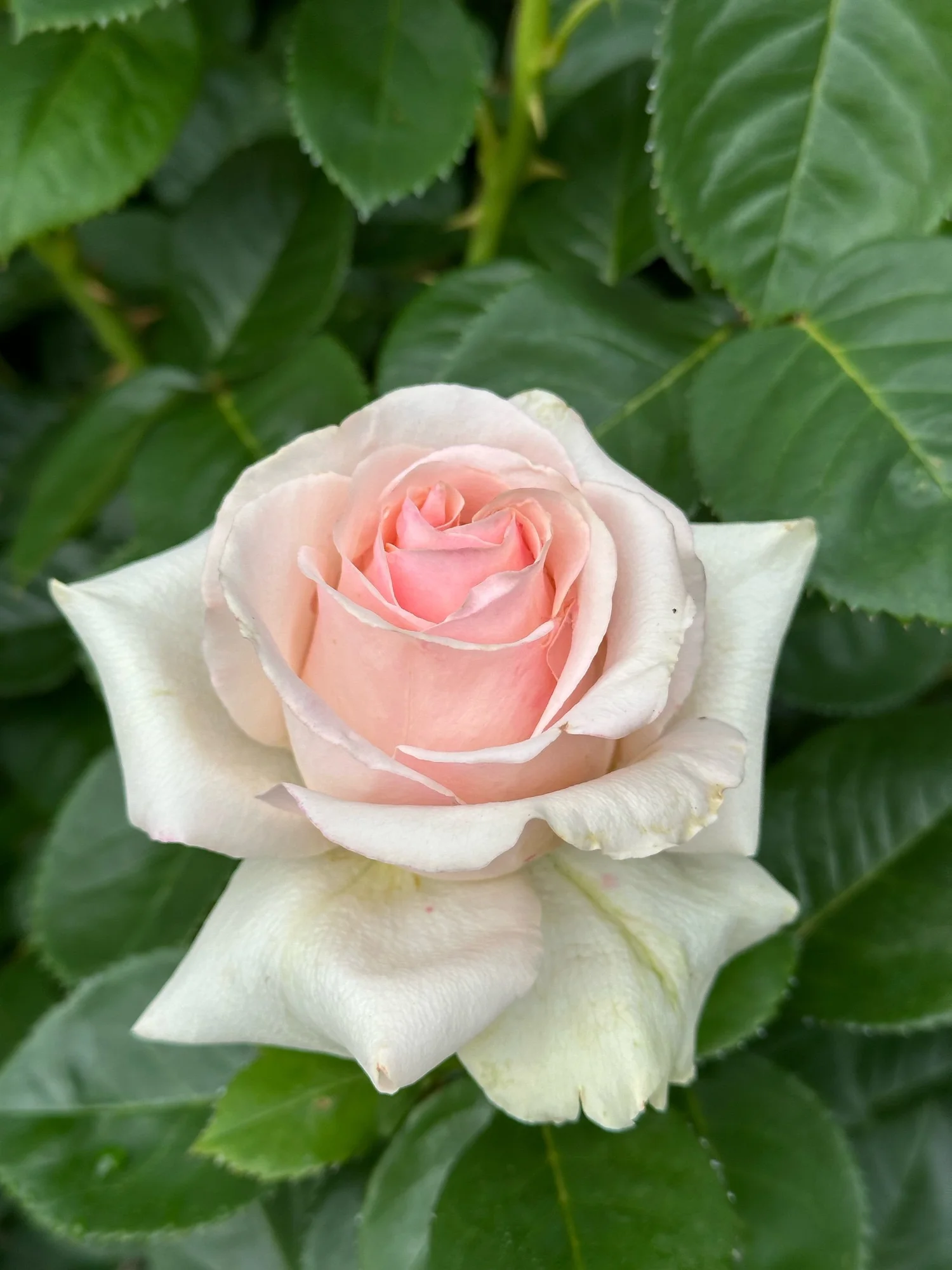 FF291AB7-91E5-4875-A32B-