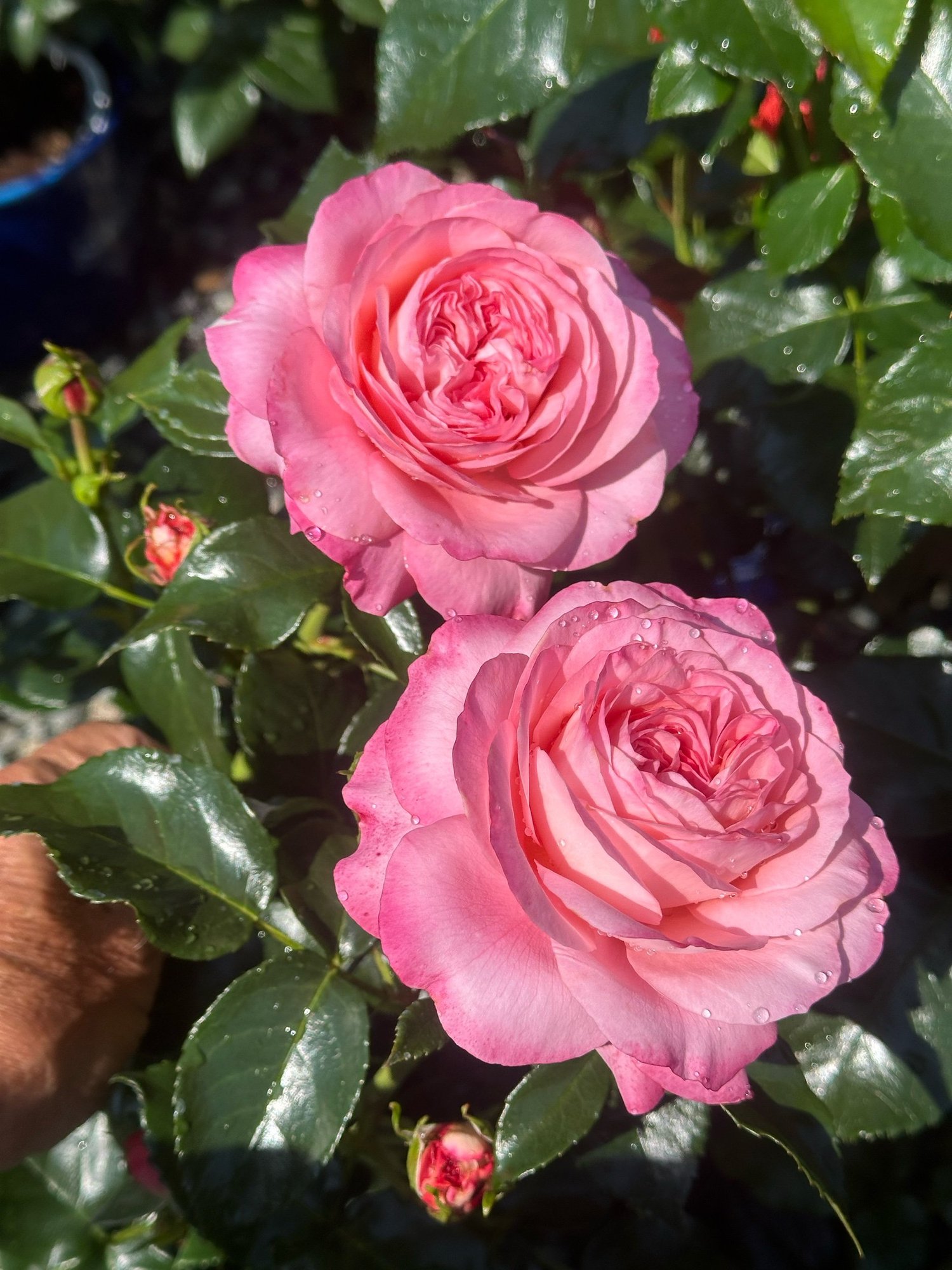 roseページ Leap Of Faith — Select Roses