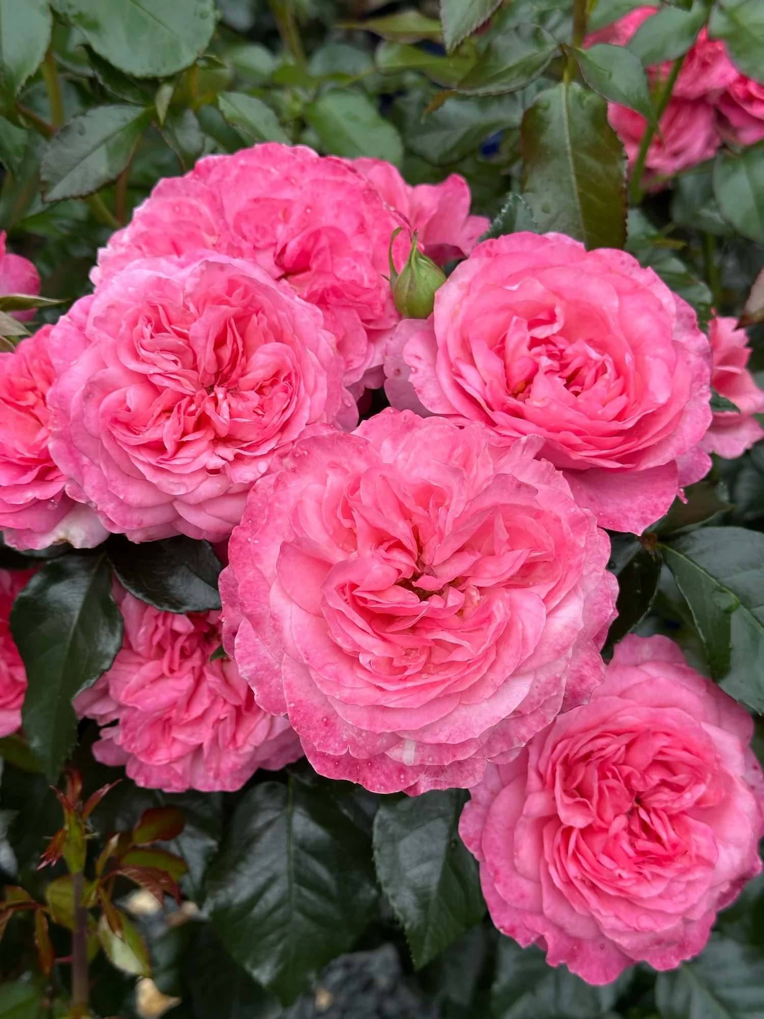 roseページ Leap Of Faith — Select Roses