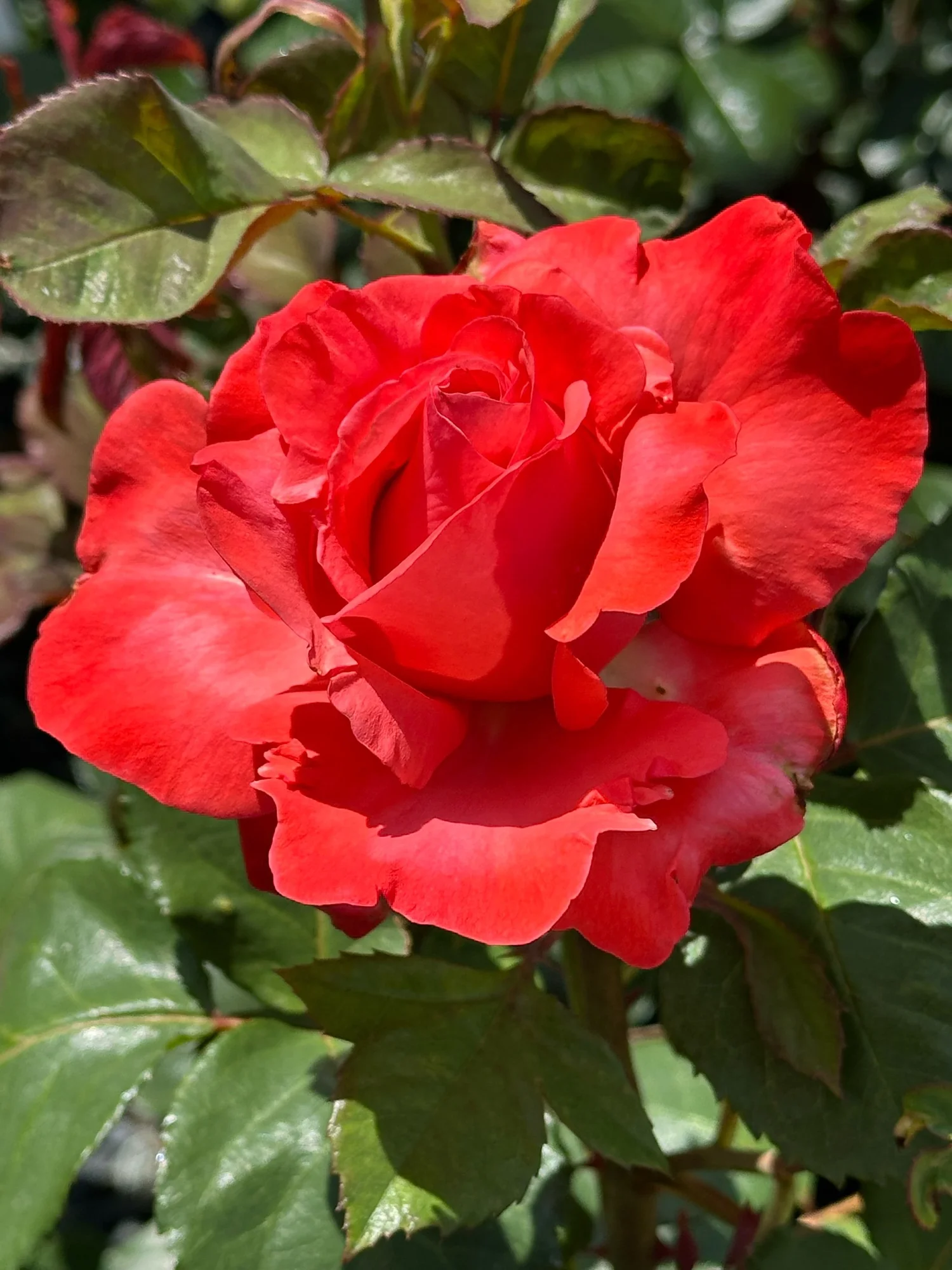 FBD27169-2DC2-40DE-ABA6-