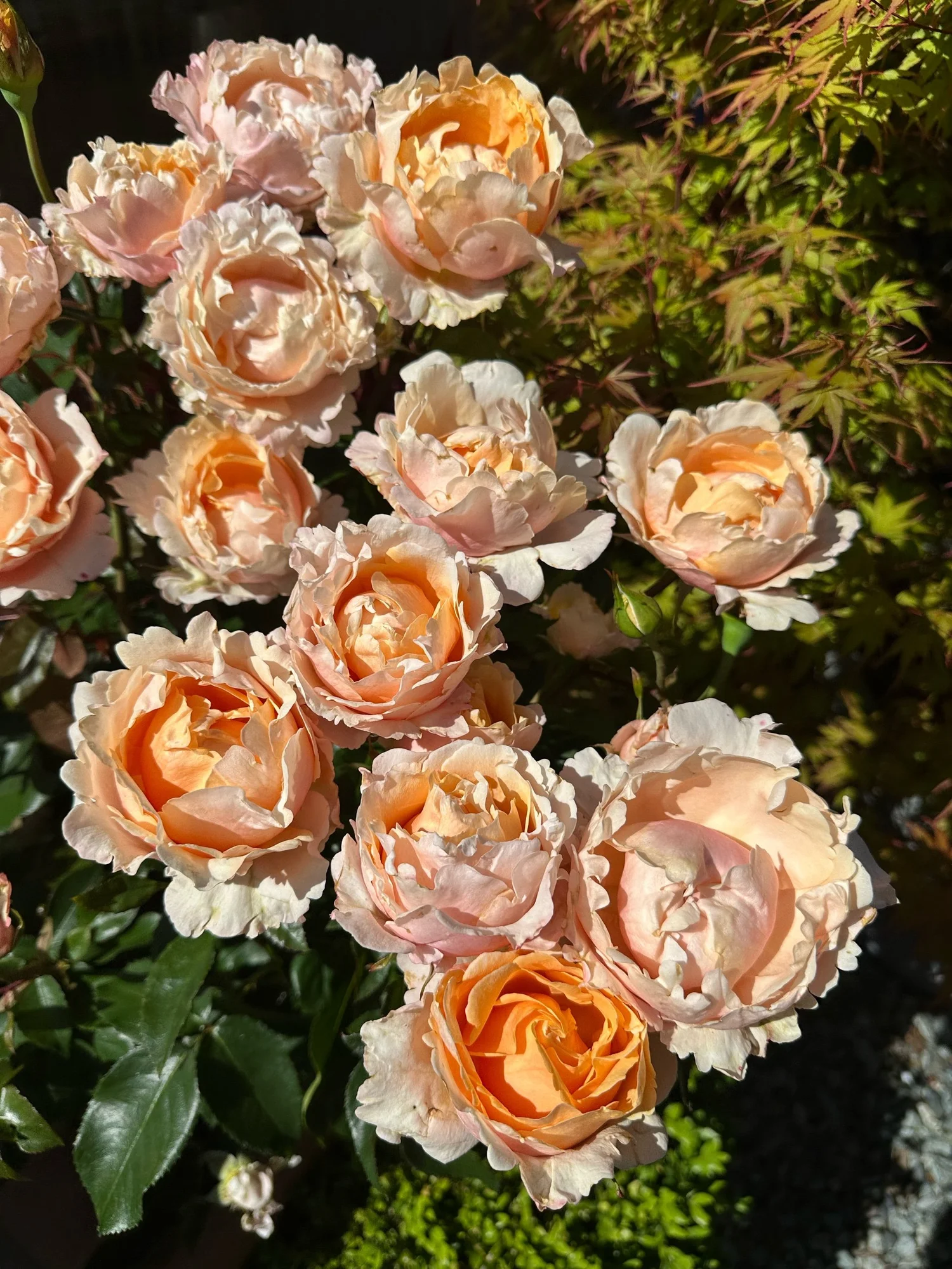 Alaiza — Select Roses