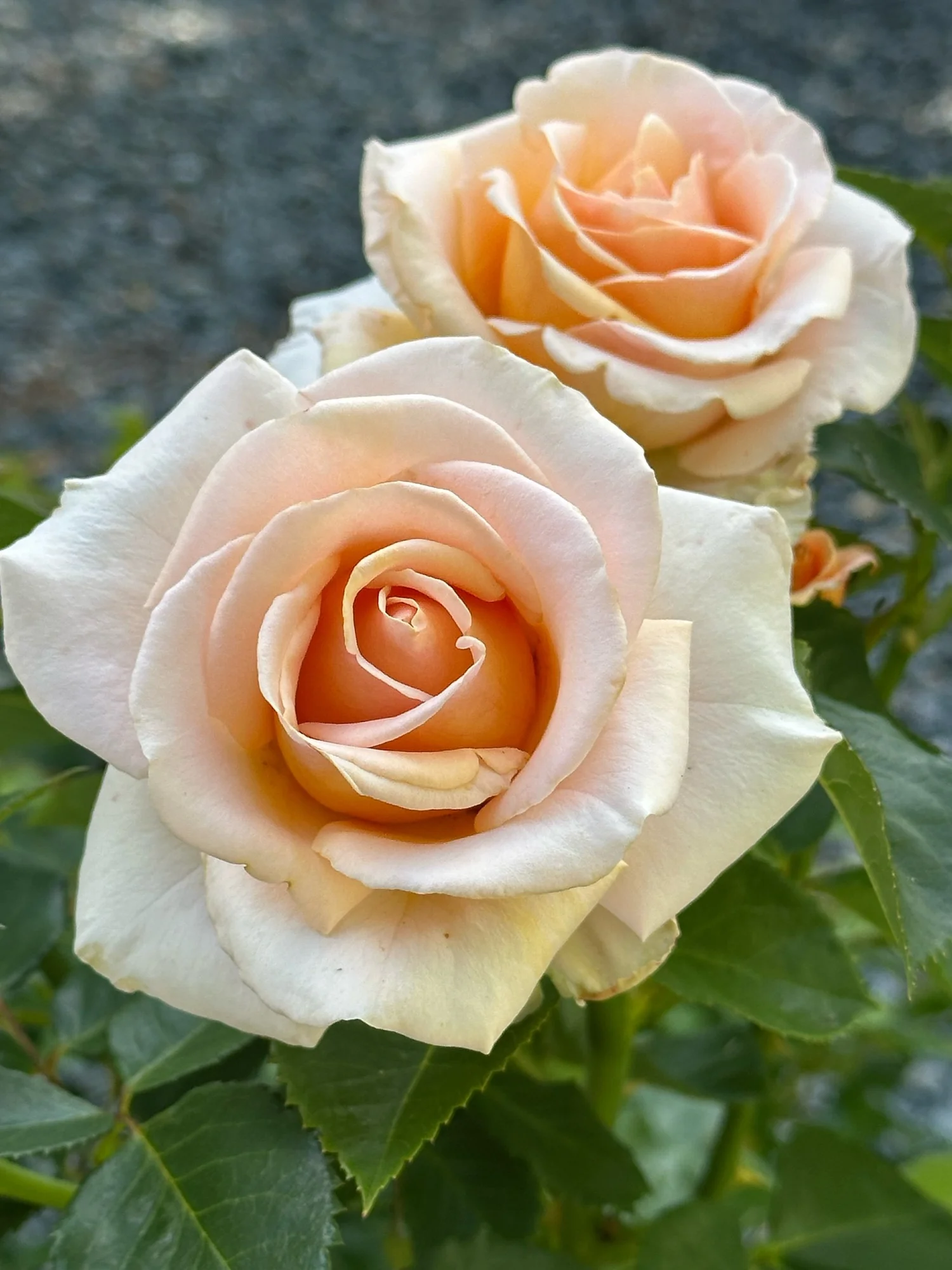 トップス rose Devotion — Select Roses