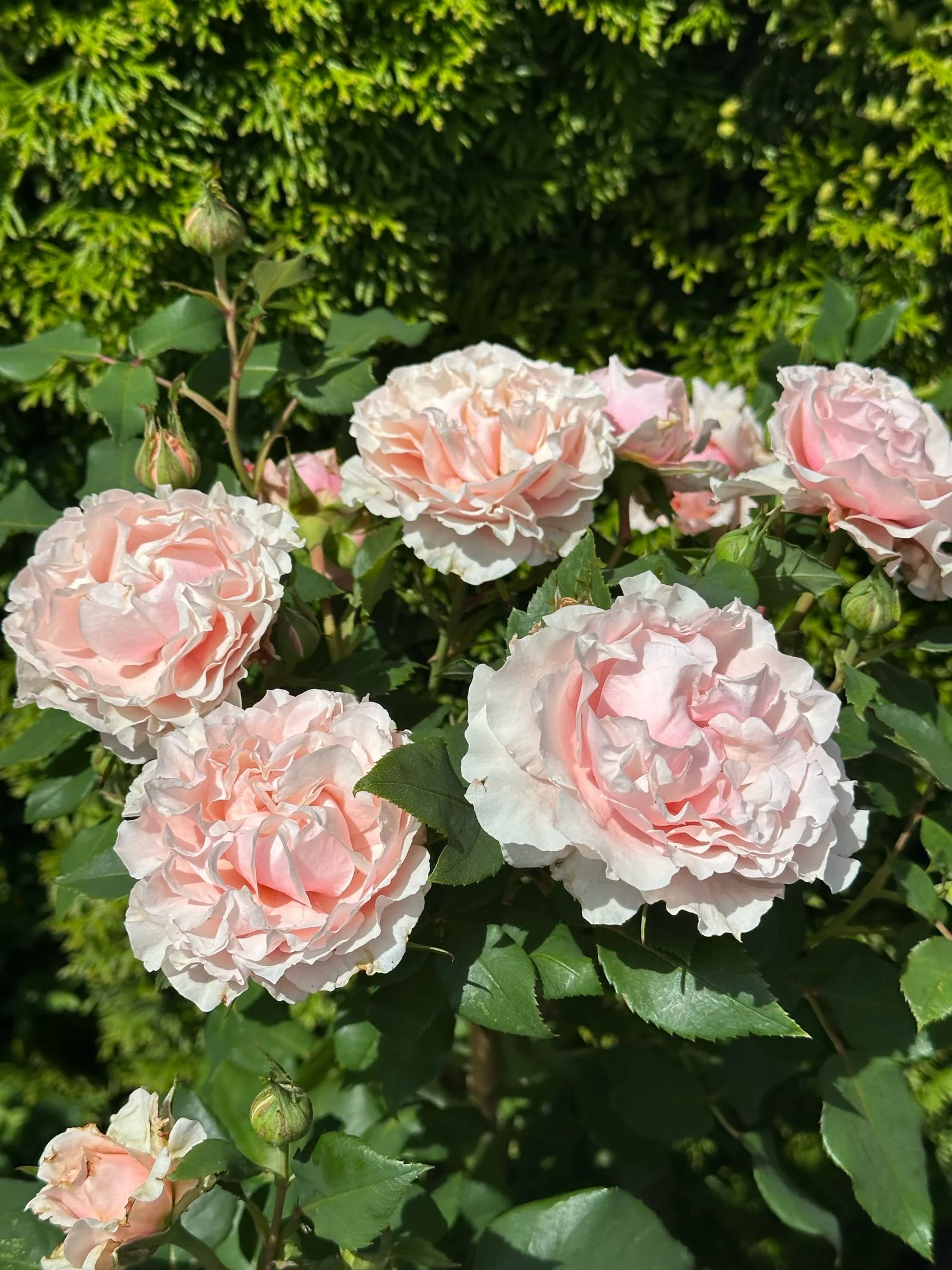 Pink Ruffles — Select Roses