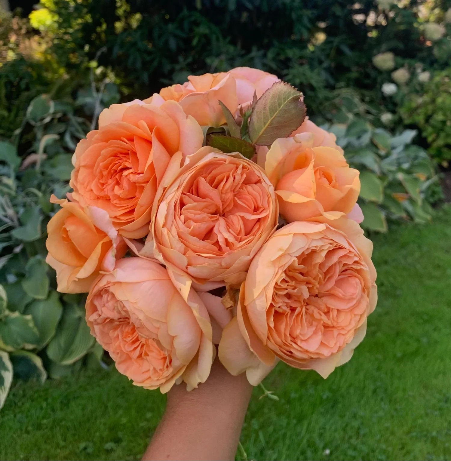 Double Ambre — Select Roses