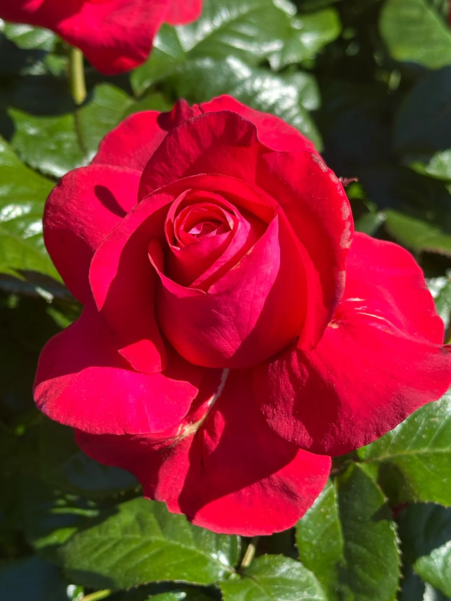 In Love Again — Select Roses