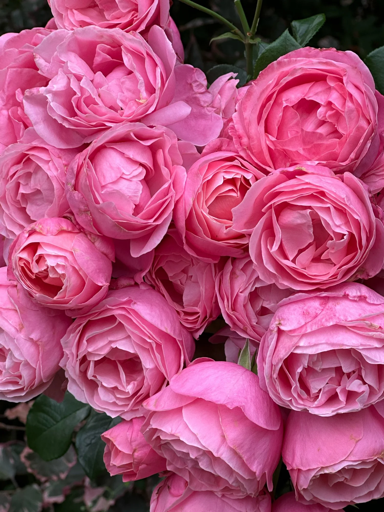 William P.J. McCarthy — Select Roses