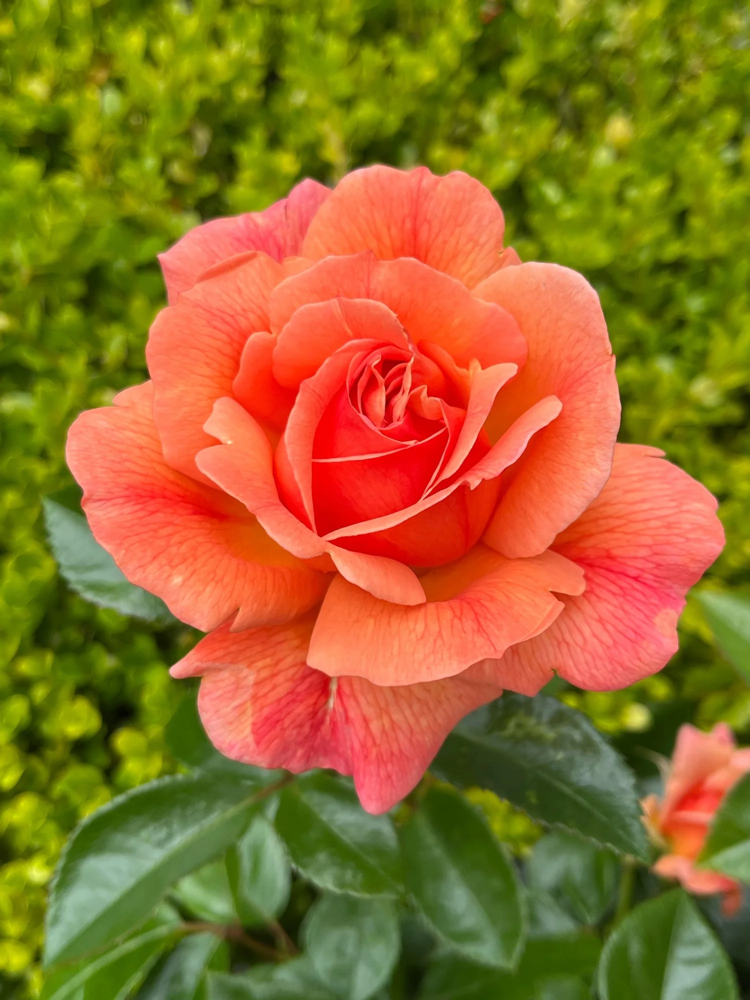 Lady Emily — Select Roses