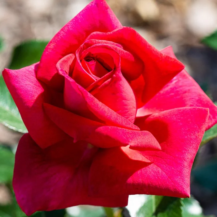 【love rose様】専用・赤360g×3≪リクエスト特割特価≫ Lasting Love — Select Roses