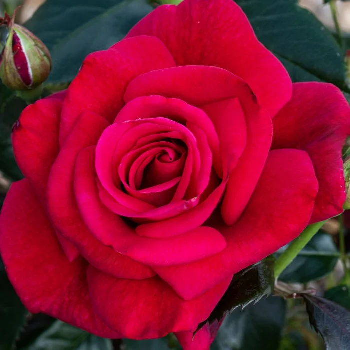 Lasting Love — Select Roses