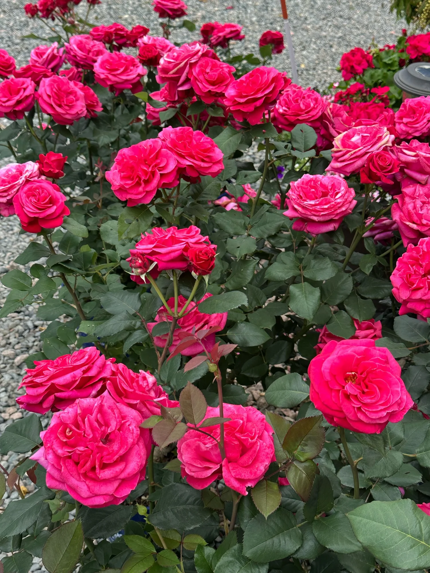 5B1106F7-F486-4549-9269-