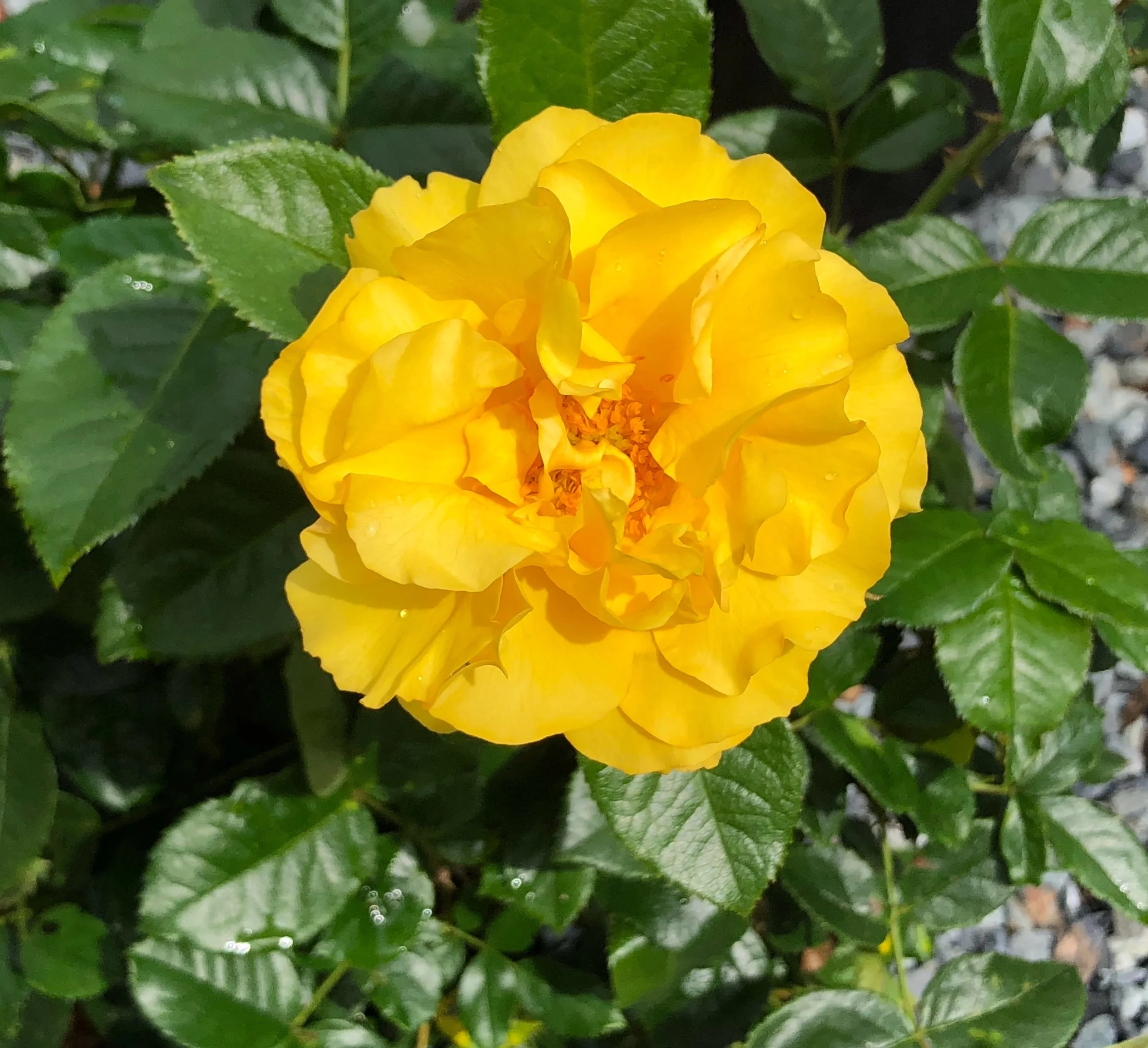 Honey Bee — Select Roses