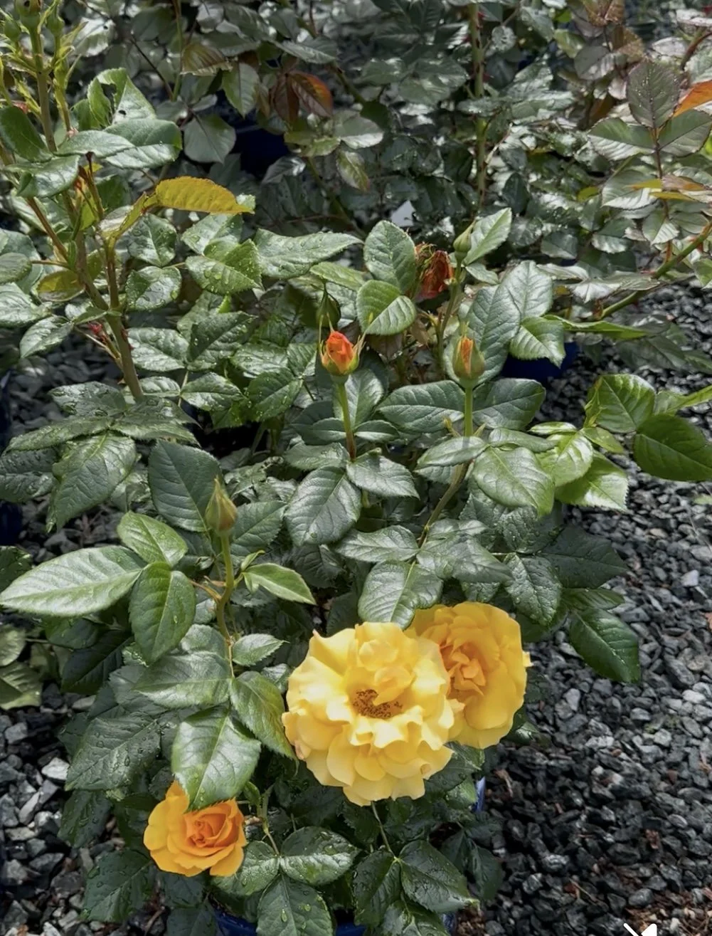 Honey Bee — Select Roses
