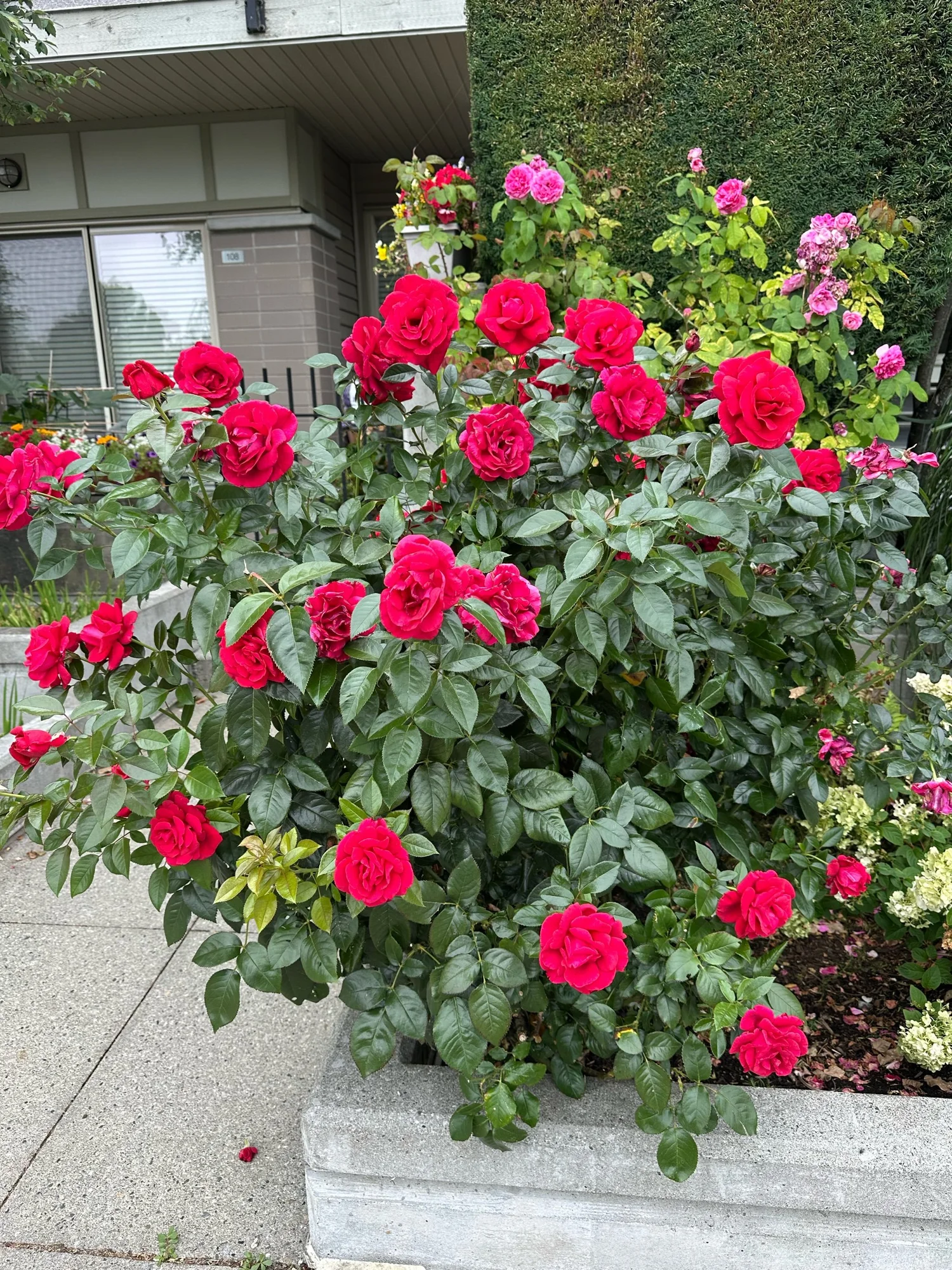 Lasting Love — Select Roses