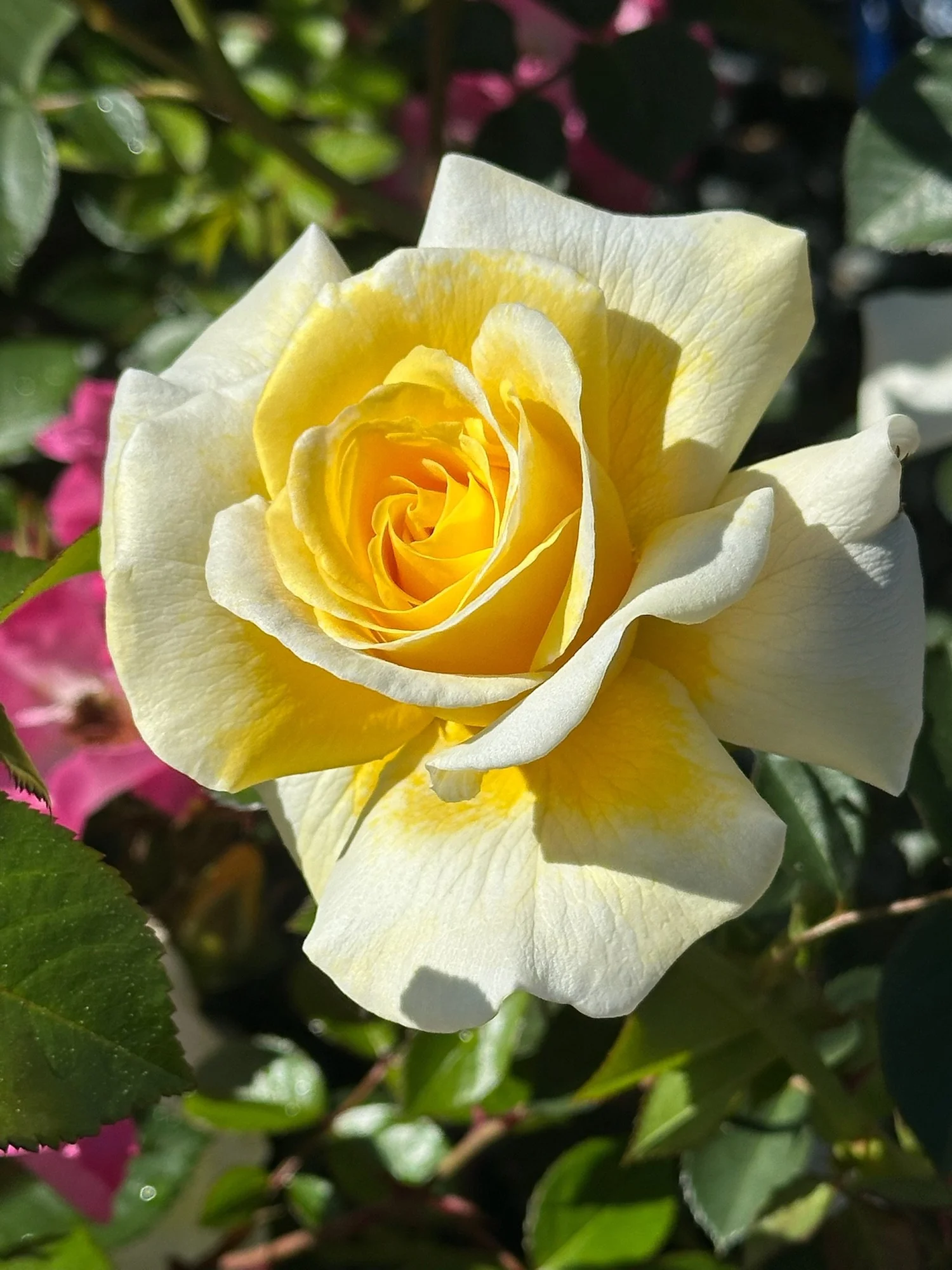 roseさん用 Sunny Side Up — Select Roses