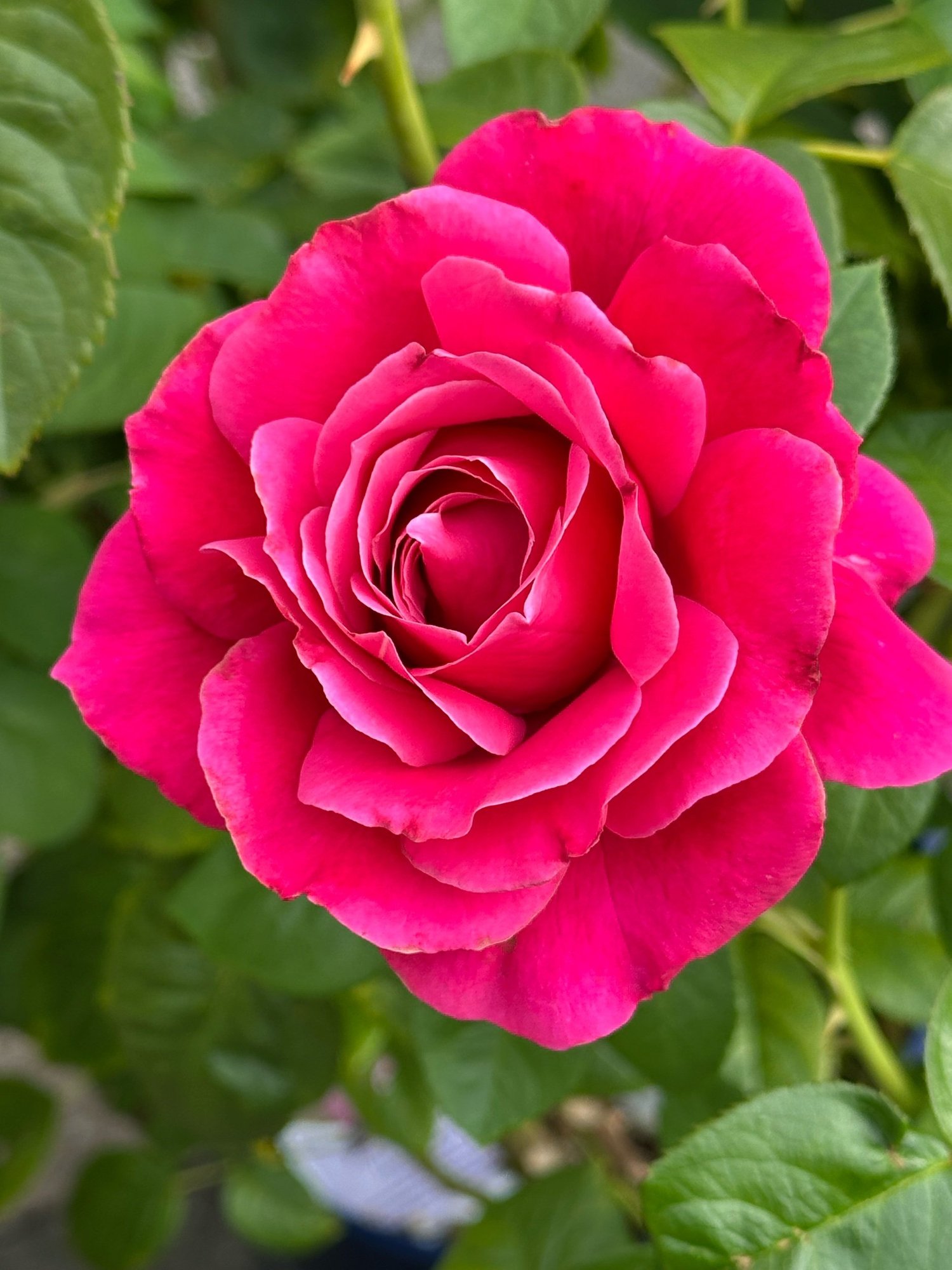 Pretty Lady Rose — Select Roses
