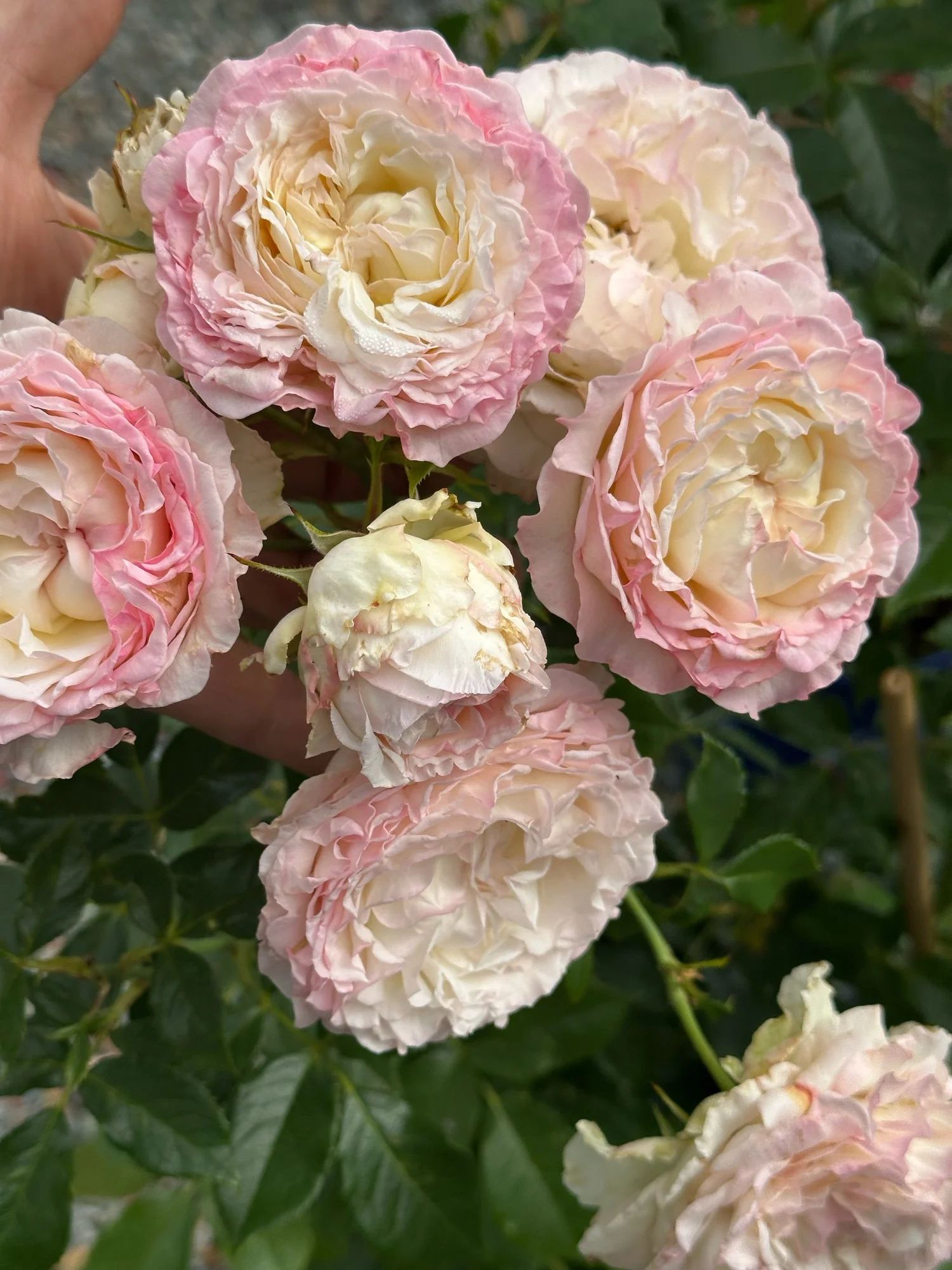 Ice Cream! — Select Roses