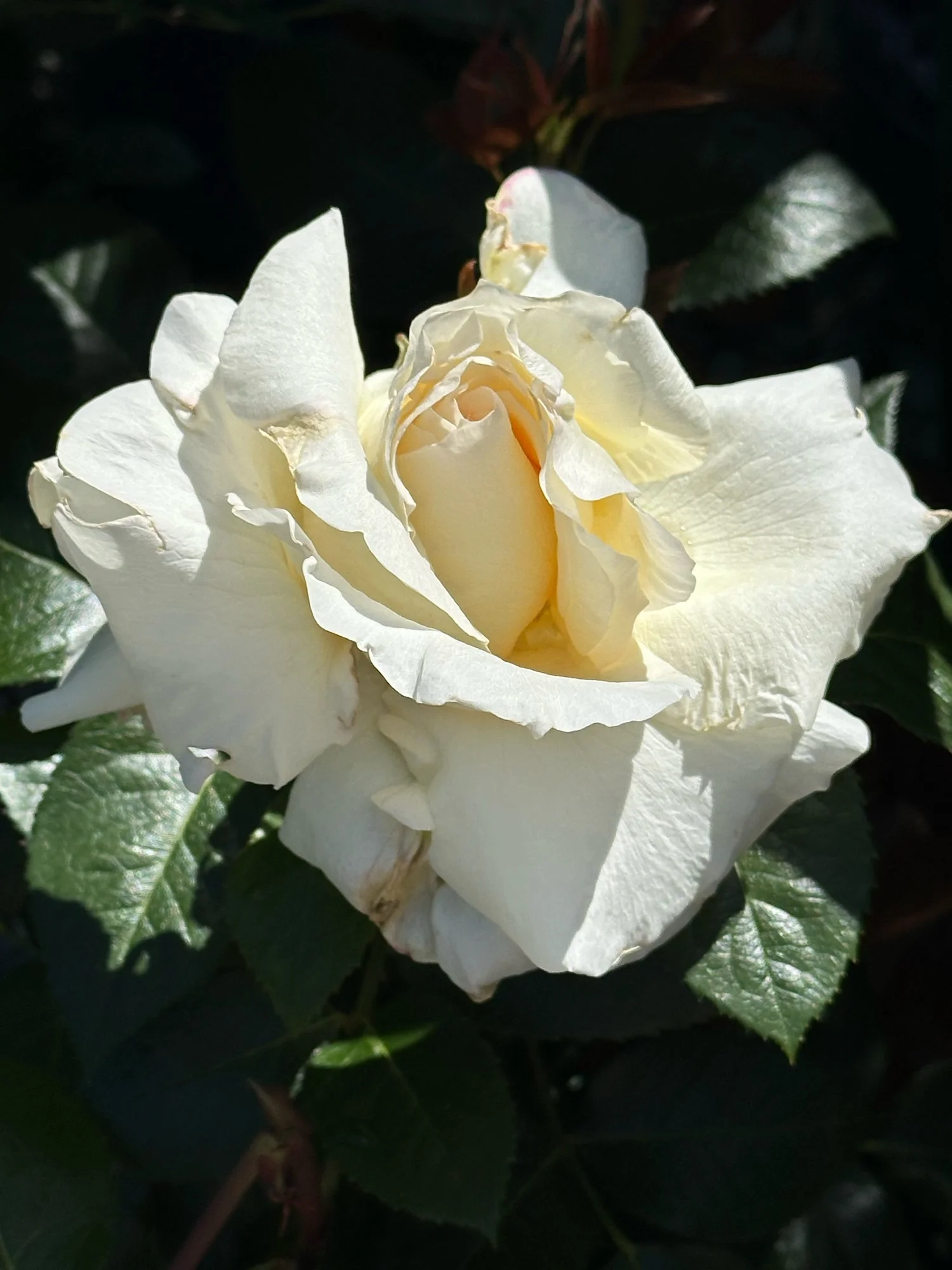 その他 rose Jal Whisper — Select Roses