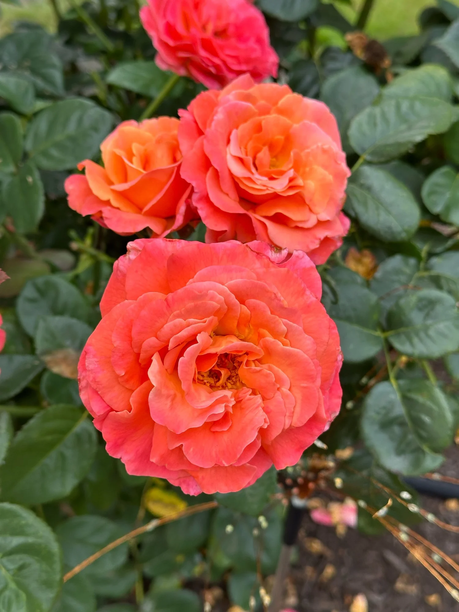Happily Yours! — Select Roses