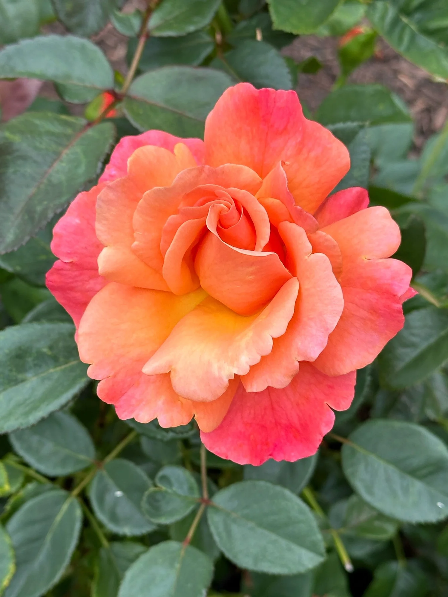 Happily Yours! — Select Roses