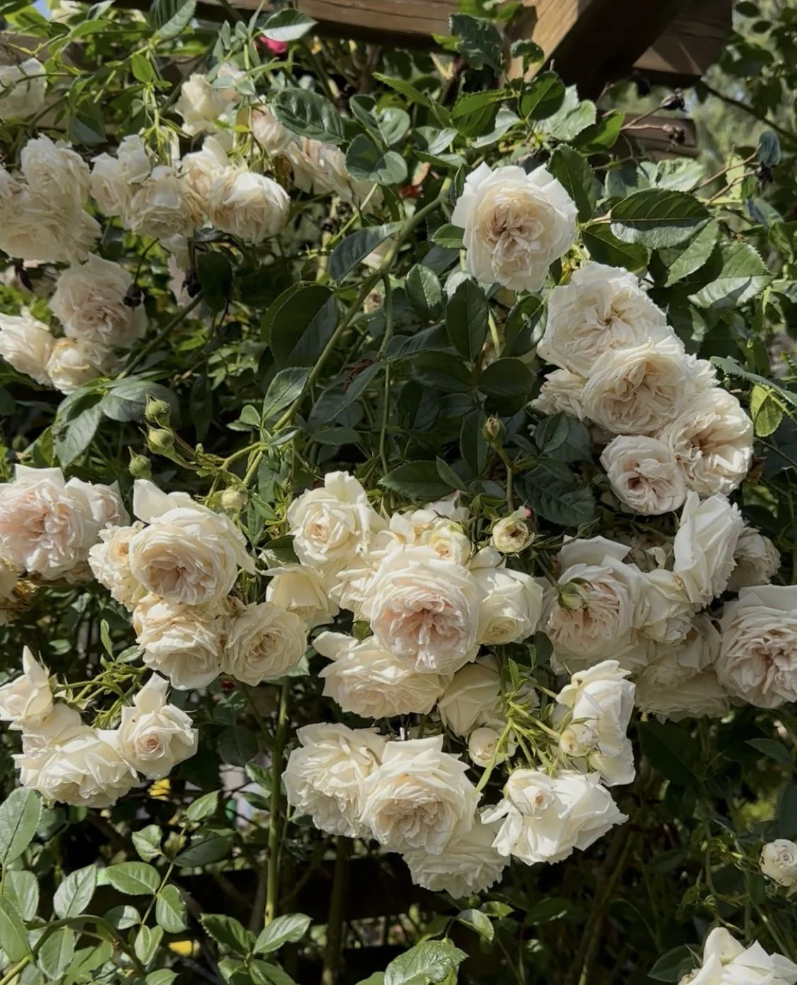 Honeymoon — Select Roses