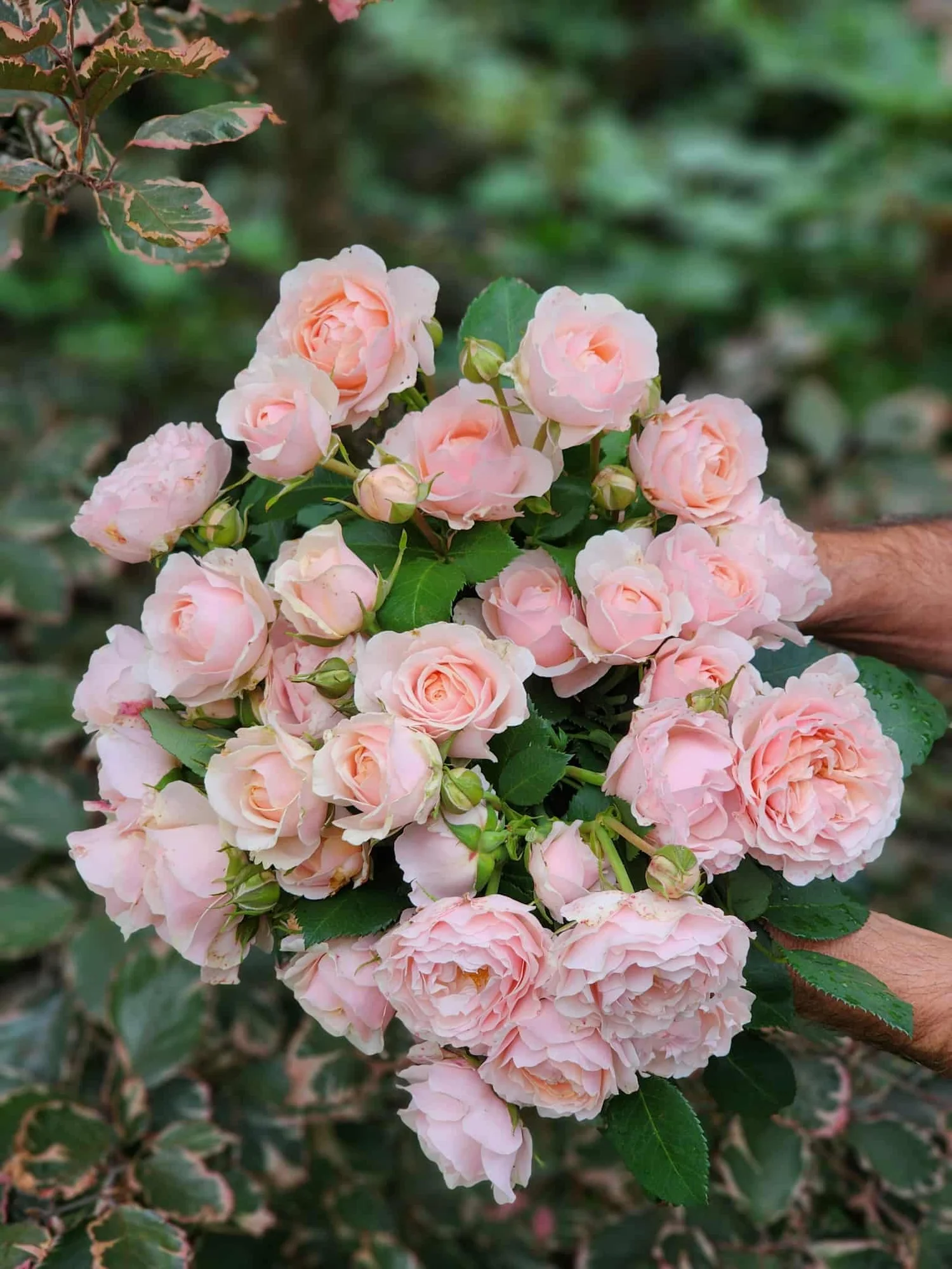 Dylan Rose — Select Roses