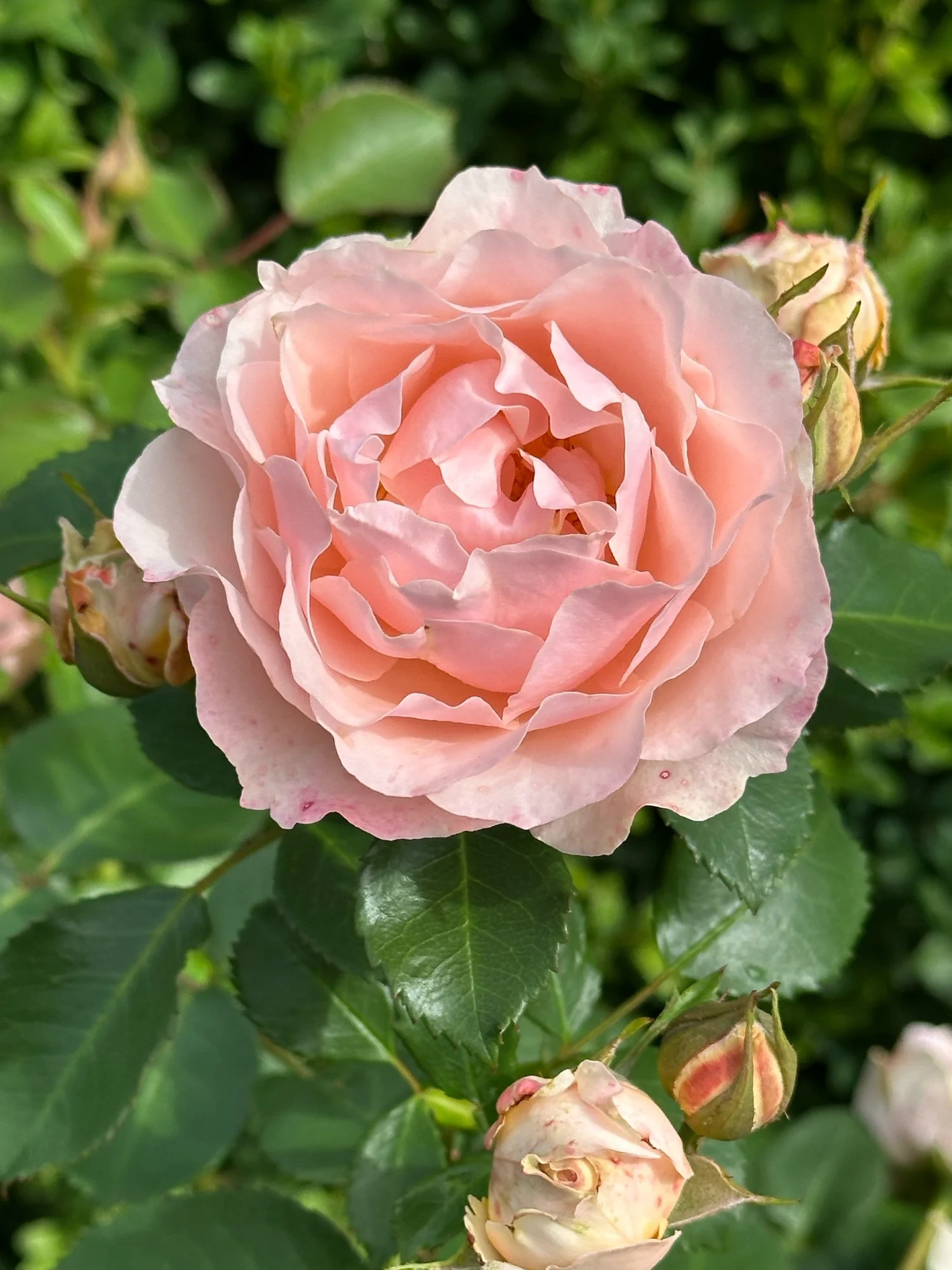 F4E2A43B-FEDD-4AE2-A8C2-