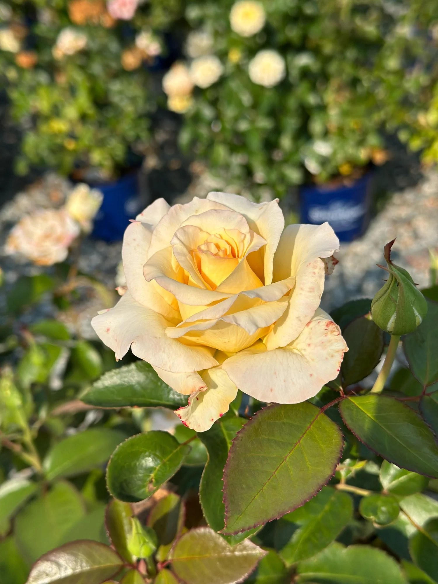 その他 rose FA983EDB-6724-40BD-A8A5-