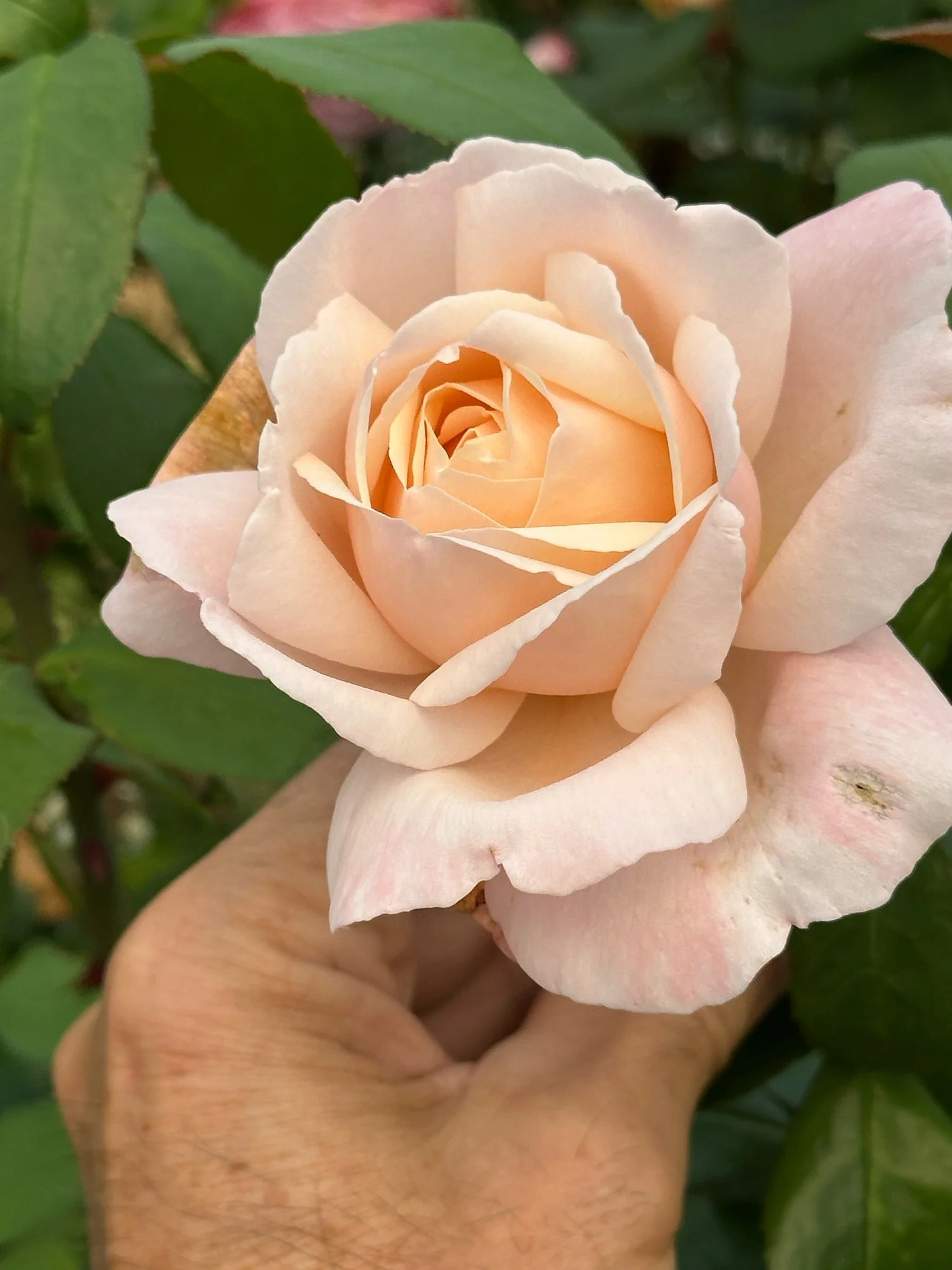 roseページ B810A471-0124-4A02-AF8E-