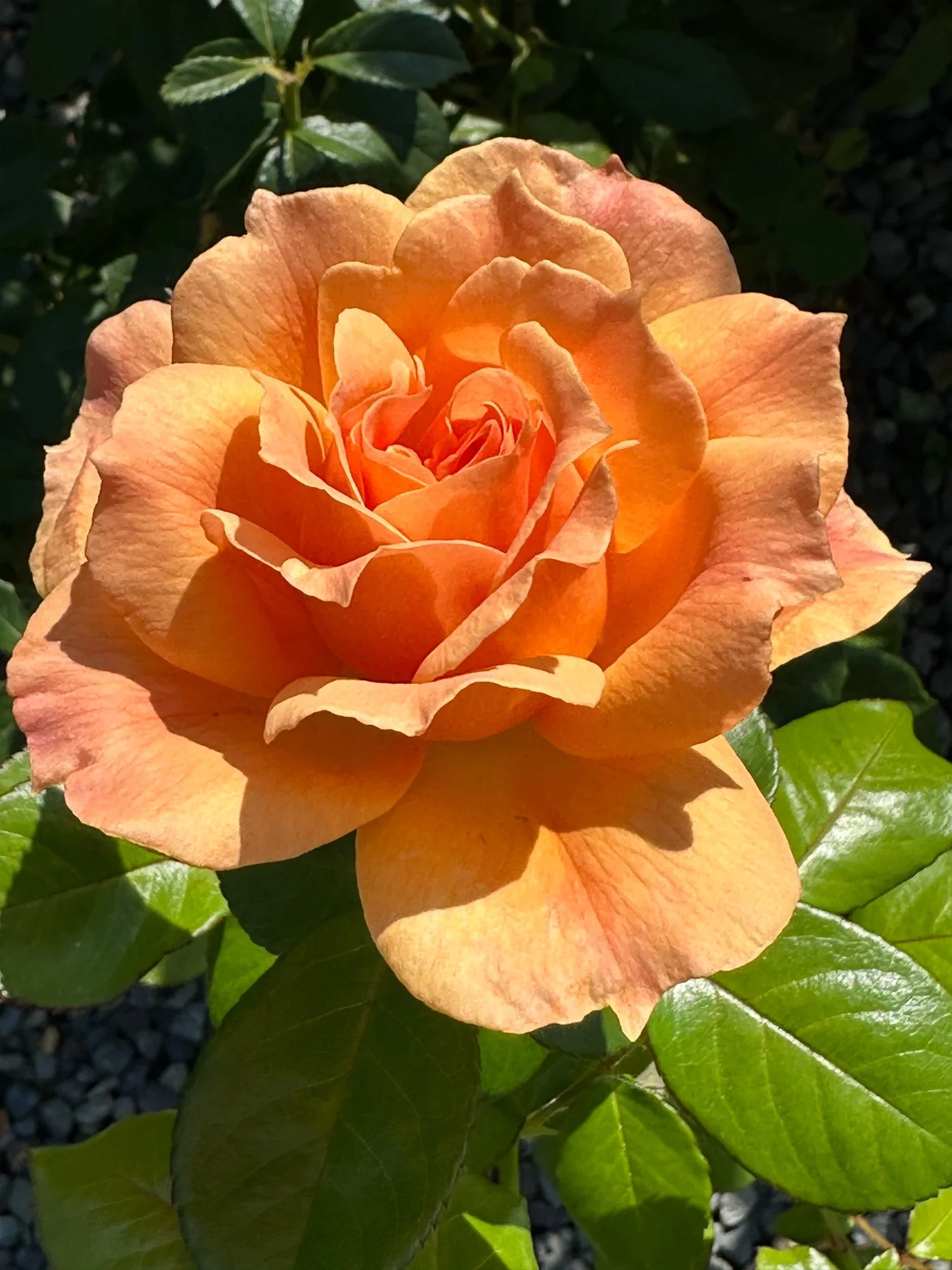 Easy Going — Select Roses