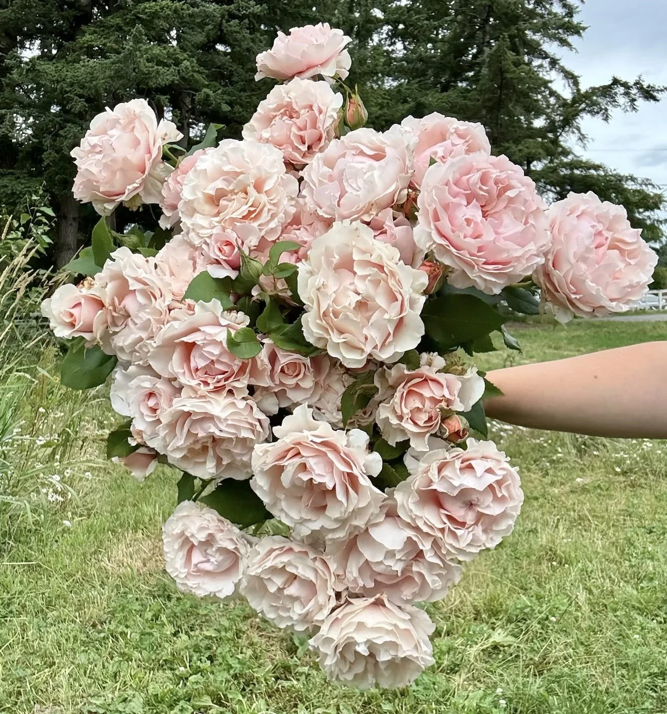 Pink Ruffles