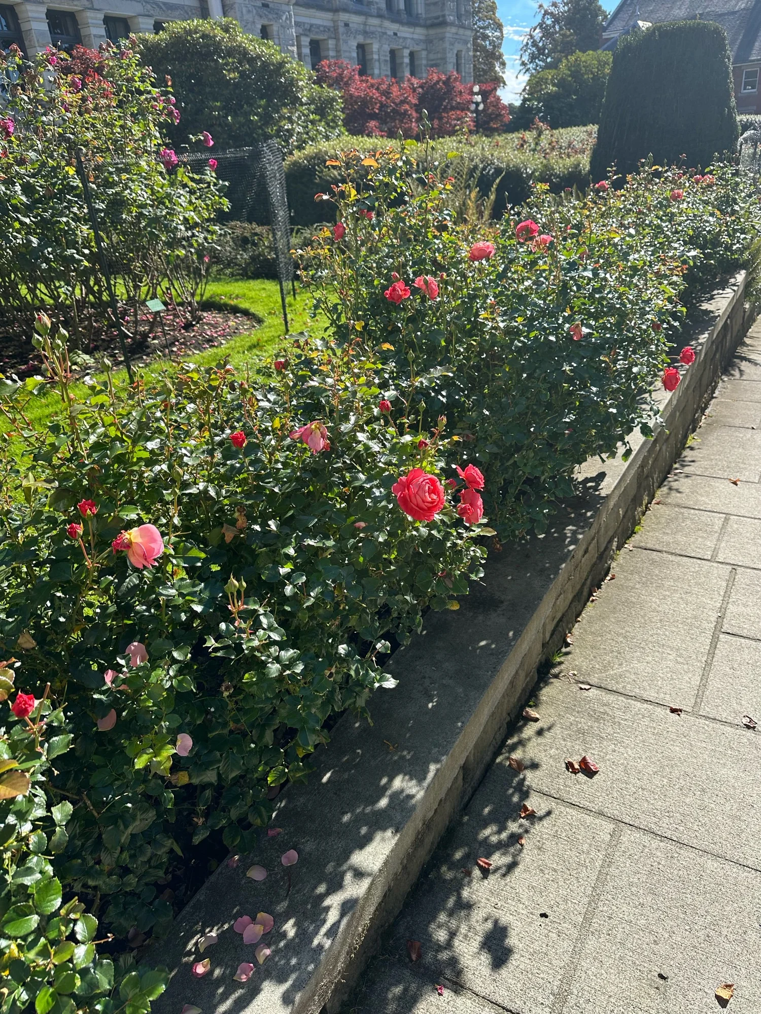 【期間限定33%off】The rose Coquitlam Rose — Select Roses