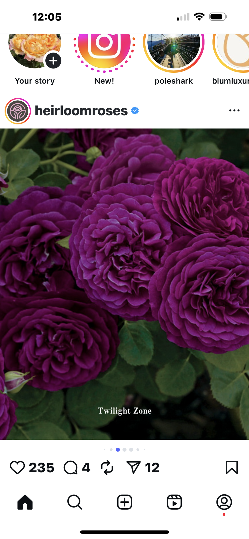 Twilight Zone — Select Roses