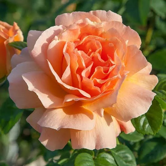 Polka — Select Roses