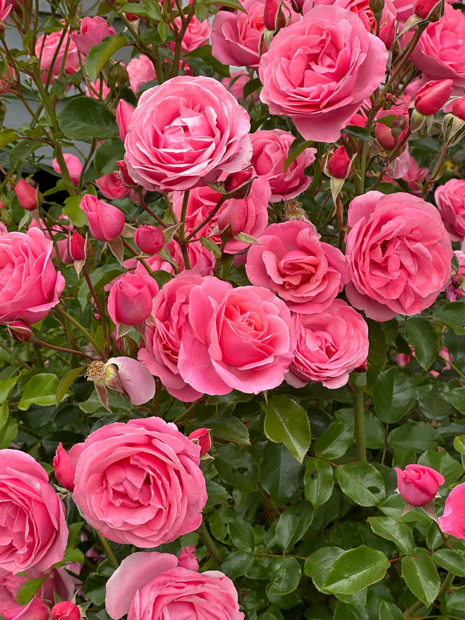 ＊rose＊ ボーダーズアットバルコニー 38 楽天市場】ボーダーズ アット バルコニーの通販