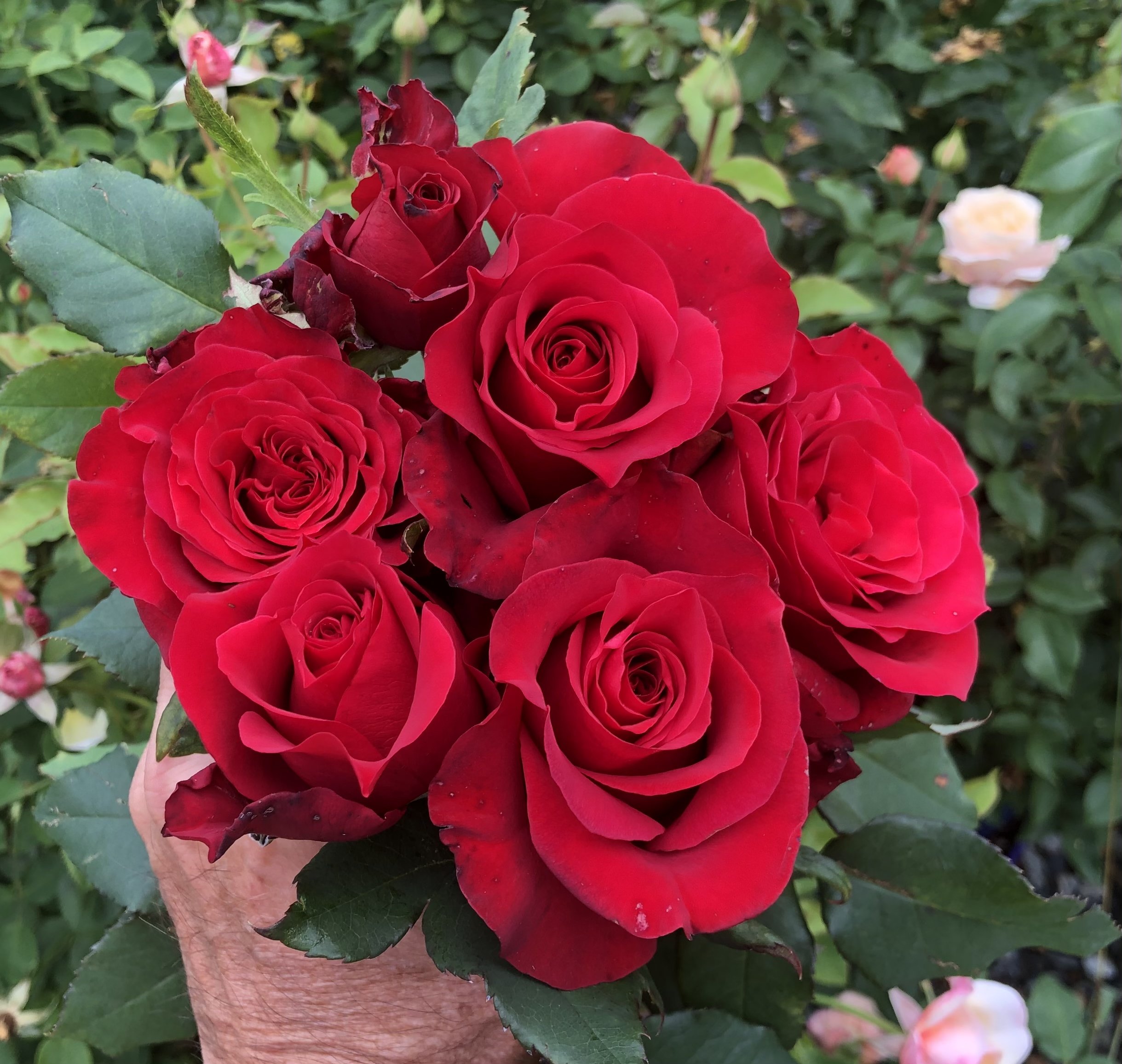 Beloved Bill — Select Roses