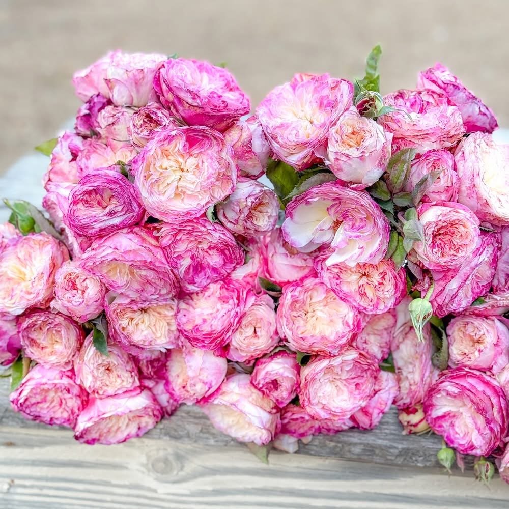 Living the Dream — Select Roses