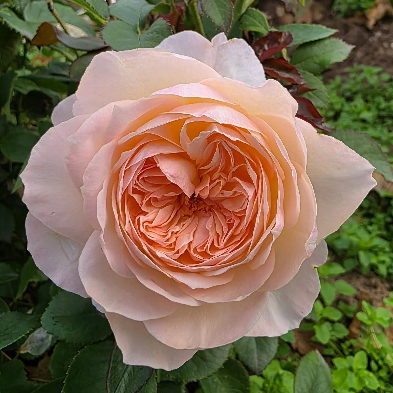 Reflecting Glory — Select Roses