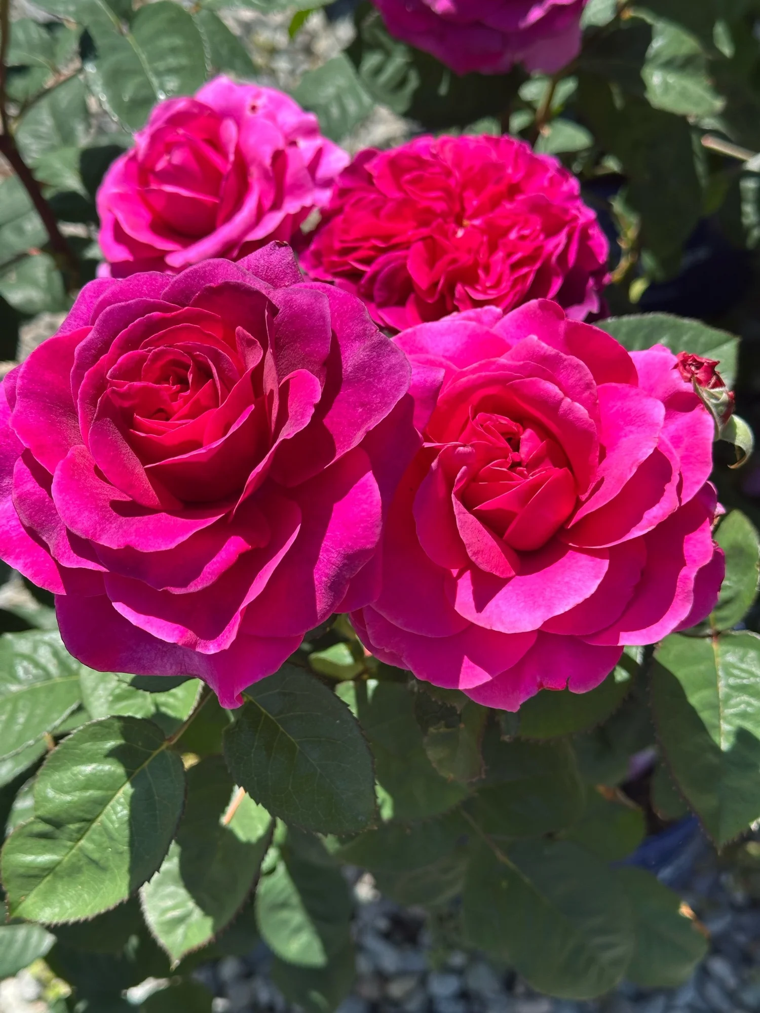 Berry Fragrant Showpiece — Select Roses