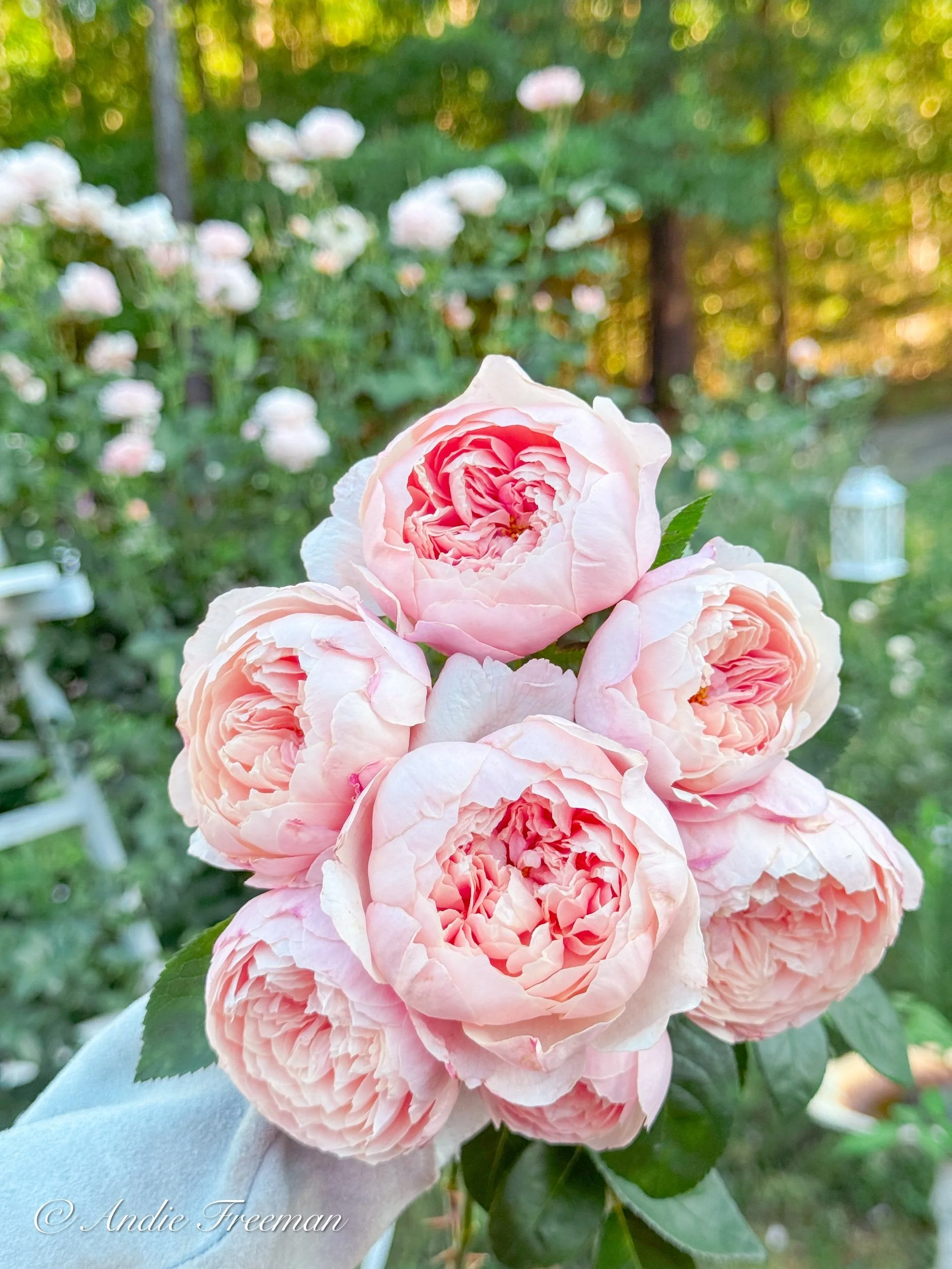 The Alnwick® RoseTM