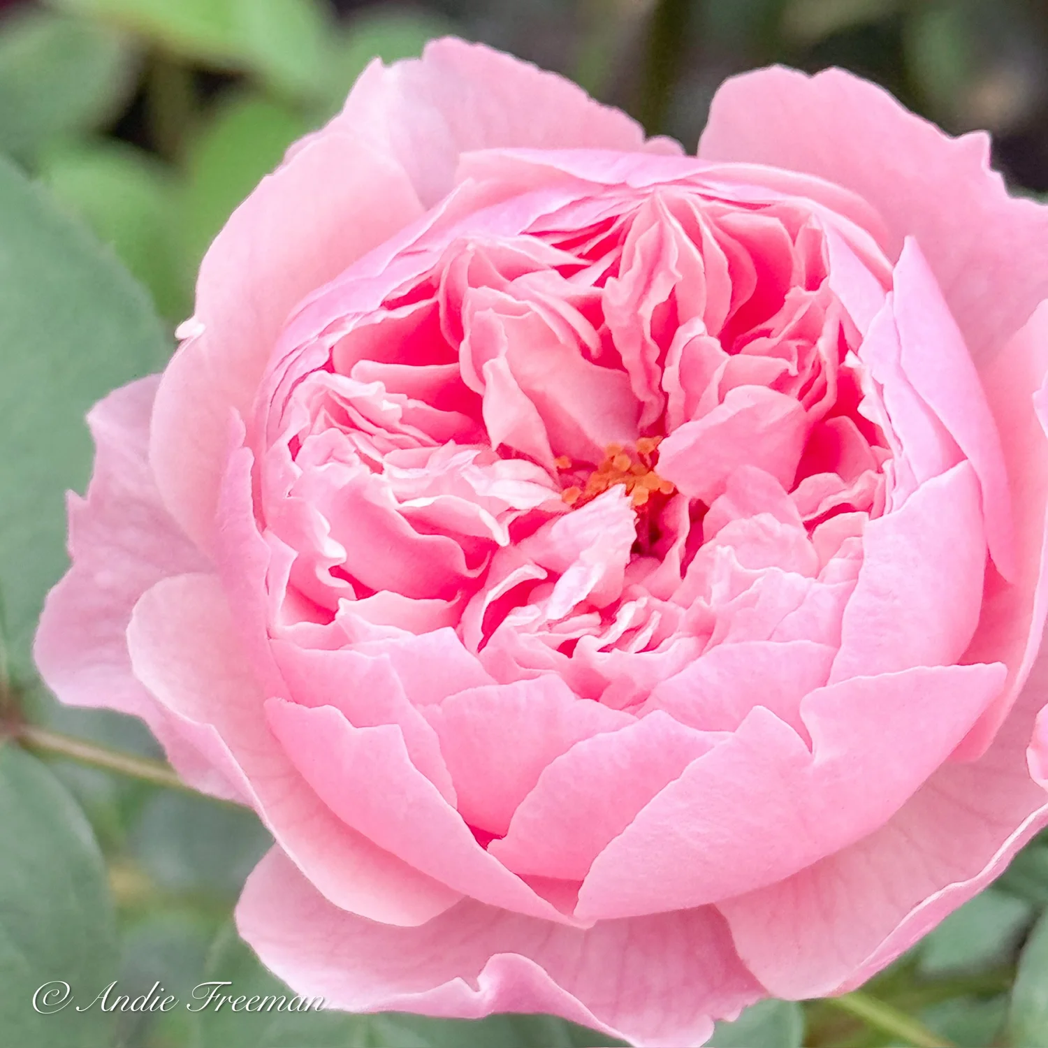Rosé様 The Alnwick® RoseTM — Select Roses