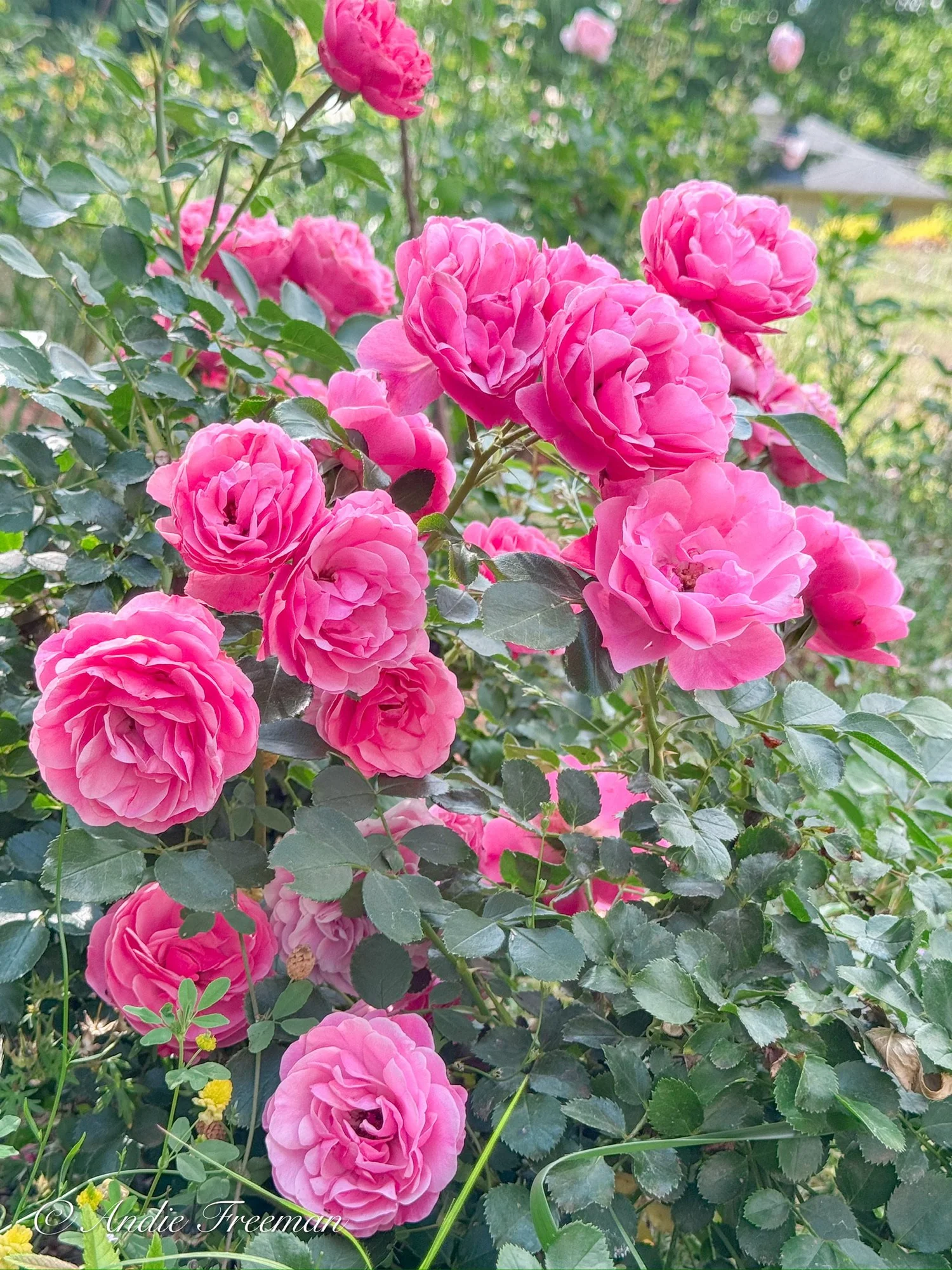 Roseです¨̮ )/ AE4492F0-8A29-462A-863D-